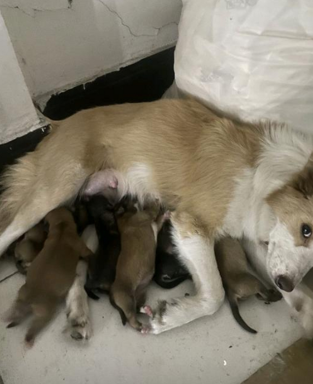 我家这是不是边牧,但为啥生出一窝小土狗呢