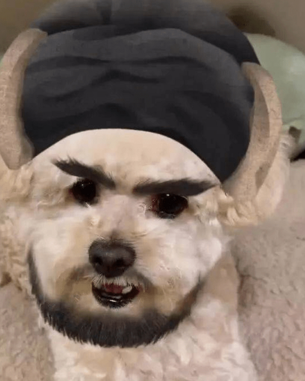 狗狗被打扮成大侠,气质直线上升,乔峰大叔有点萌!