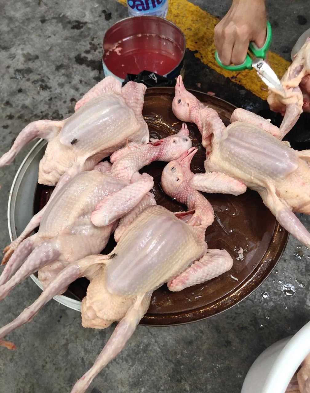 刚才在市场看到一位阿姨杀好的鸽子,再卖20块钱一只.