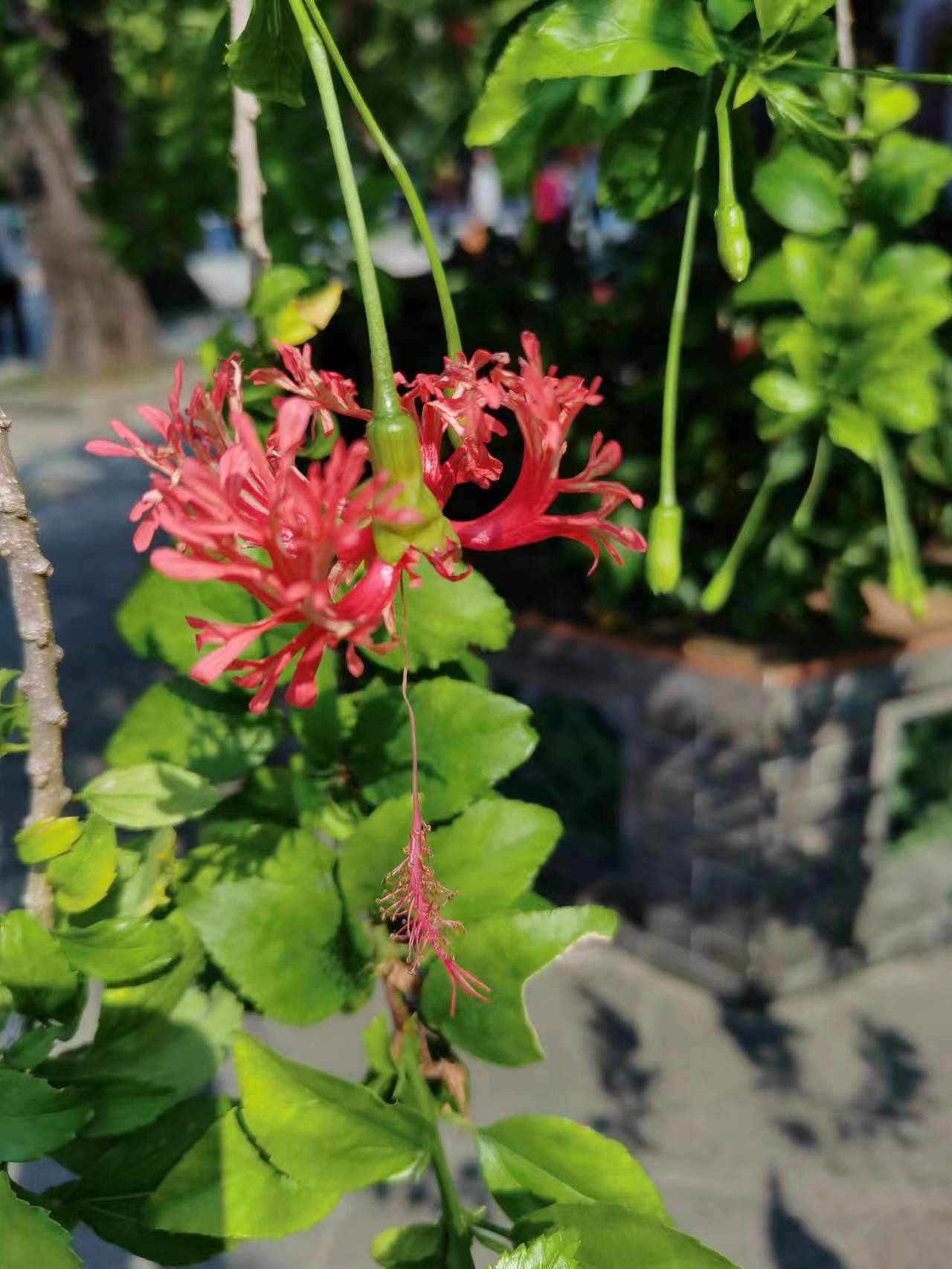 这种灯笼花有个优雅的名字,叫吊灯扶桑