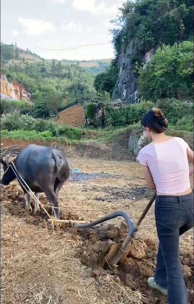 水牛养殖现在很少见了