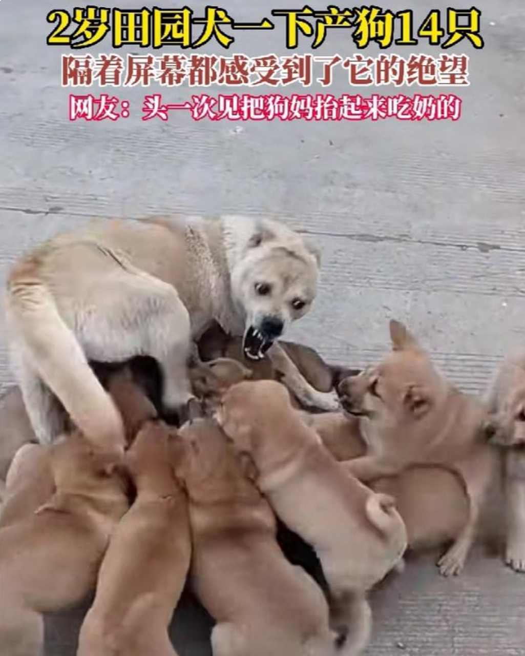 狗妈妈:都这么大了,还不去吃屎,真是烦死了!