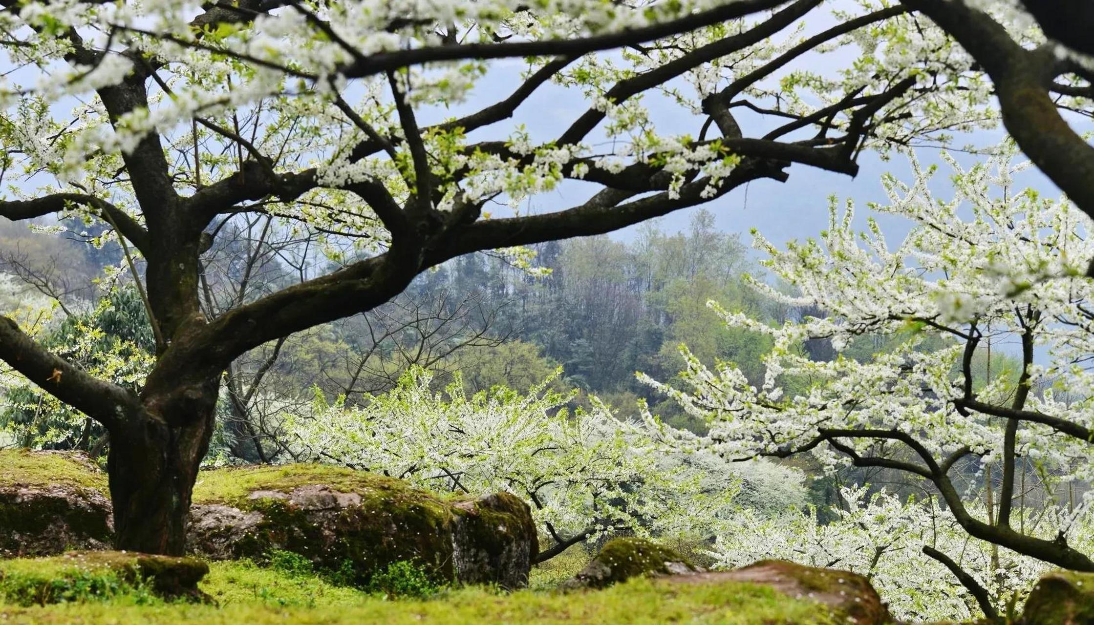 大邑大坪山看梅花图片