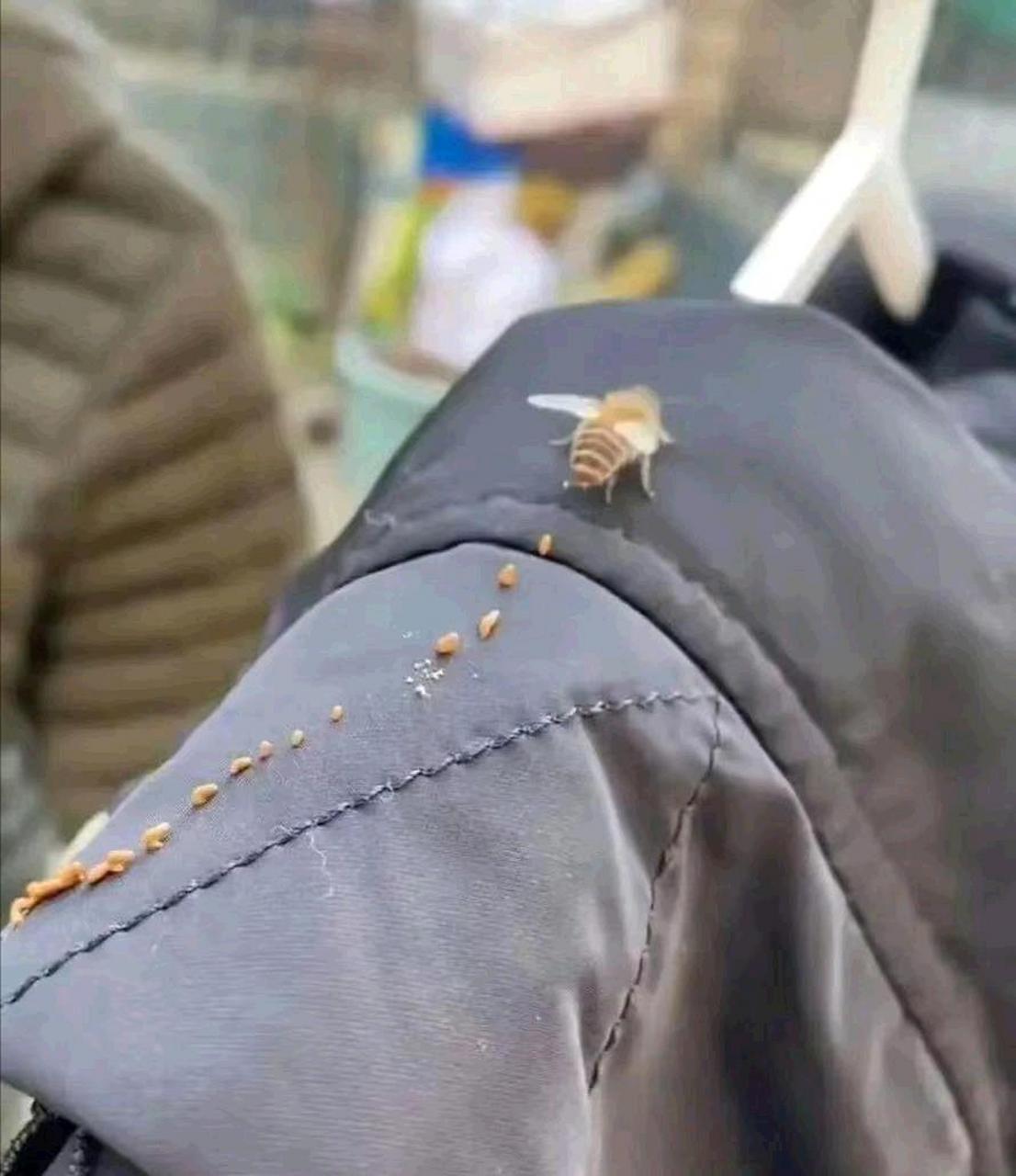 这是蜜蜂屎吗?这个概率我应该去买彩票吗?[笑哭]