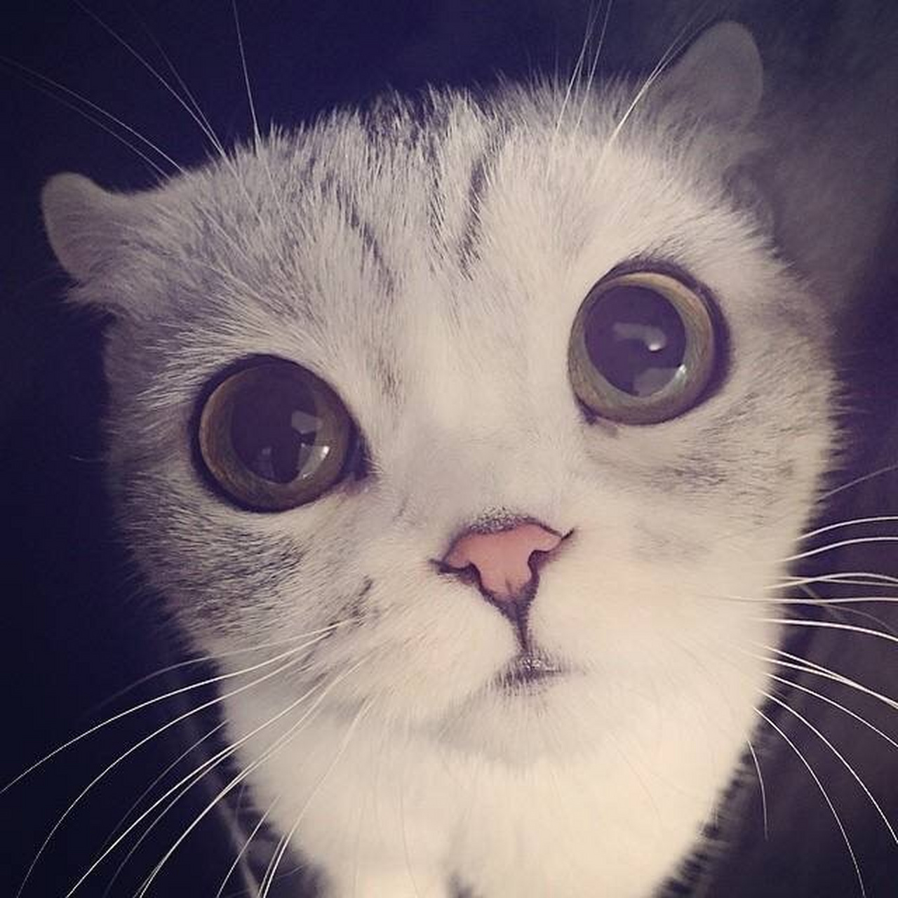 大眼萌猫haha 可爱的小表情真是要被萌化了