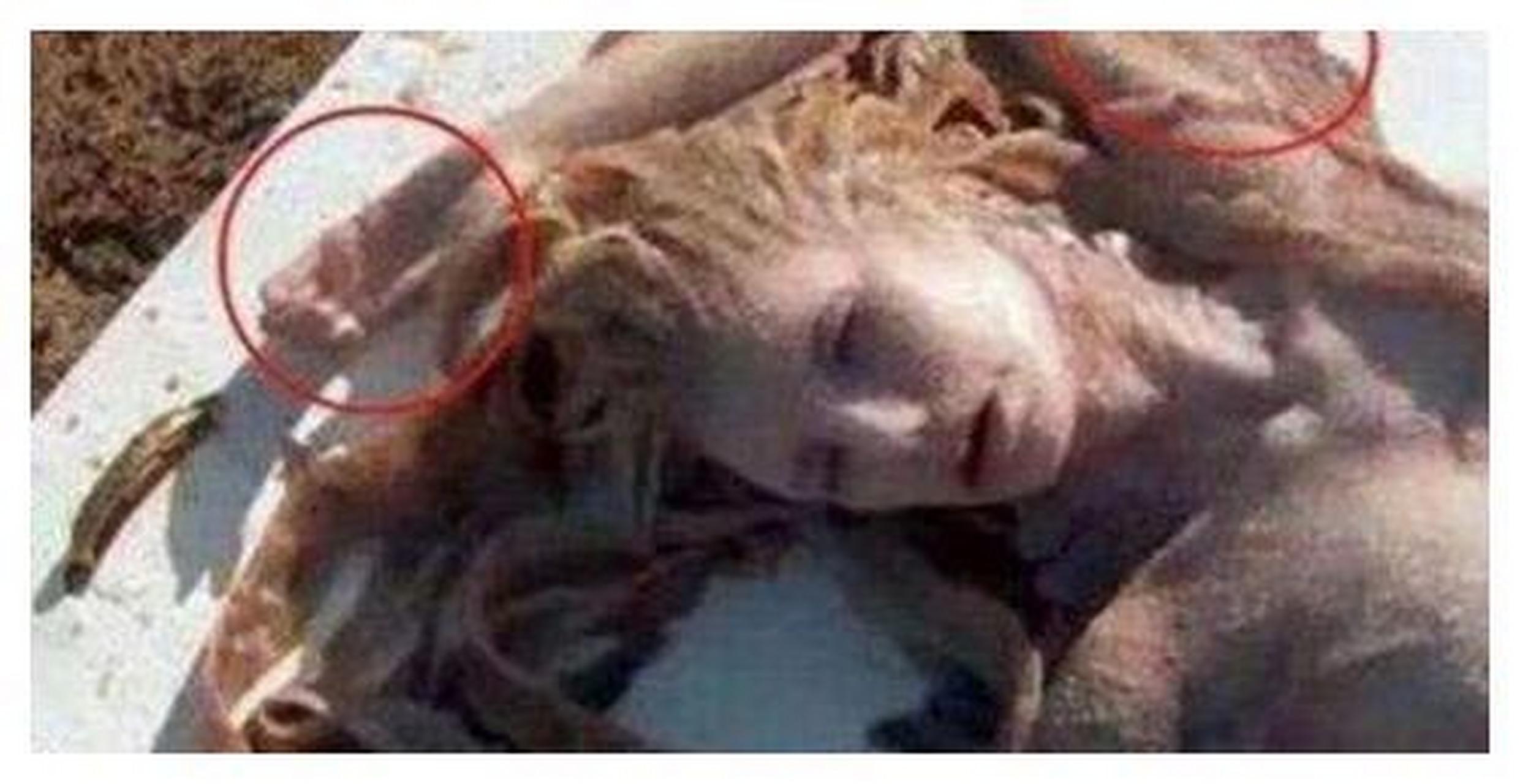 世界上可能真的存在美人鱼  世界上最早关于美人鱼的传说来自德国