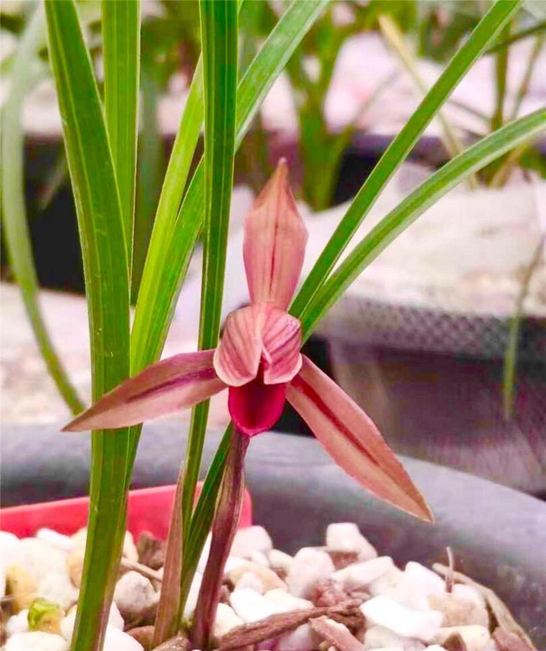 春兰腾越红素,红如玫瑰,鲜红欲滴 山东淄博金浩兰苑刚开的春兰腾越红