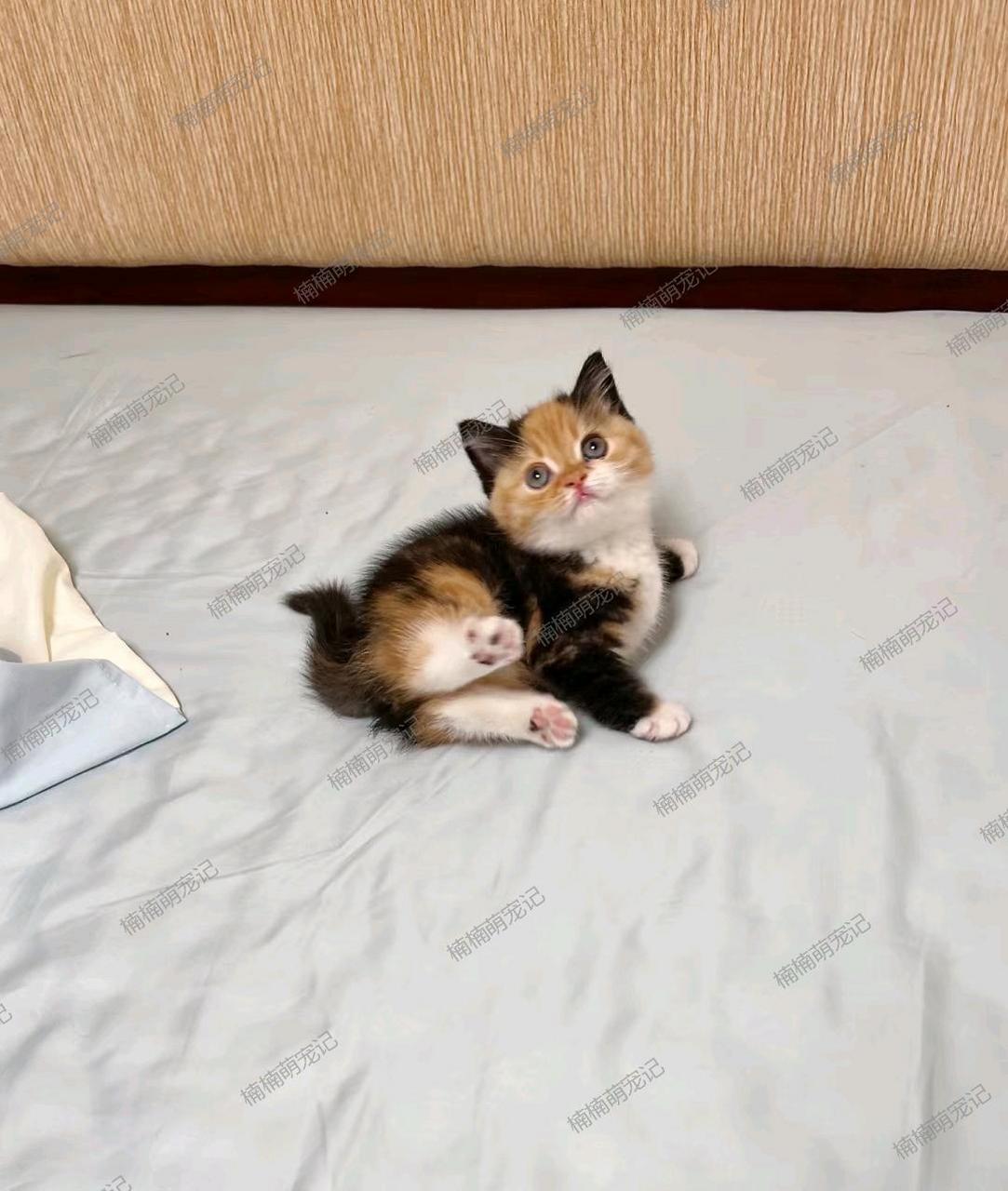 网友发现了一只超可爱的三花猫,肯定会变得特别漂亮!