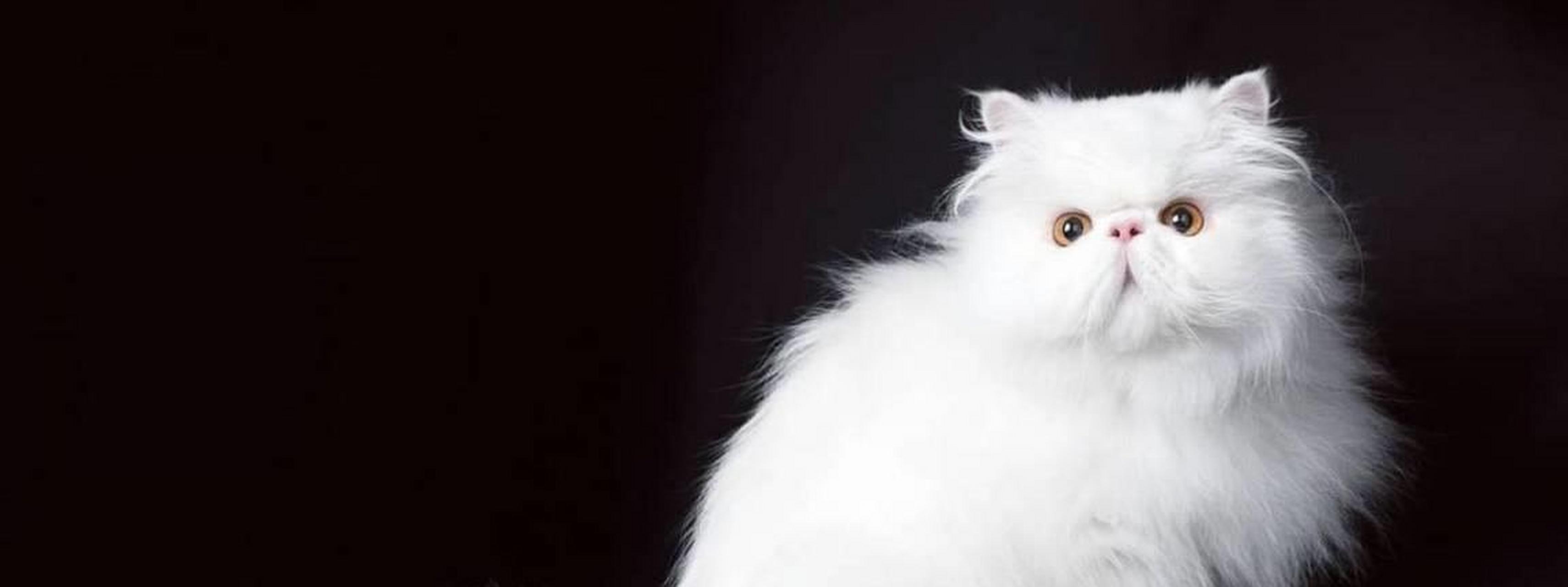波斯猫是很多人喜欢饲养的猫咪,但饲养的过程中,有些宠主会发现波斯猫