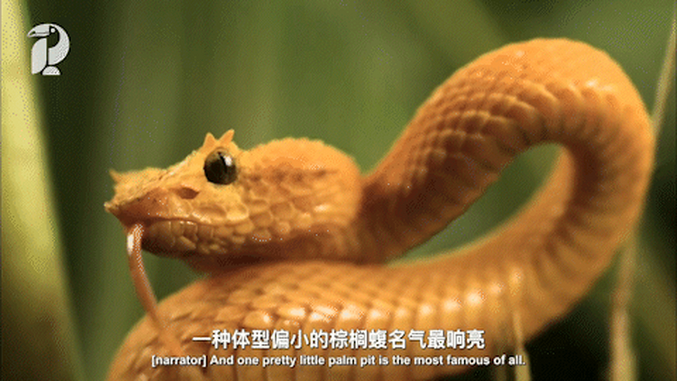 美艳动人的许氏棕榈蝮,哥斯达黎加十大致命毒蛇之一[微风]#动物