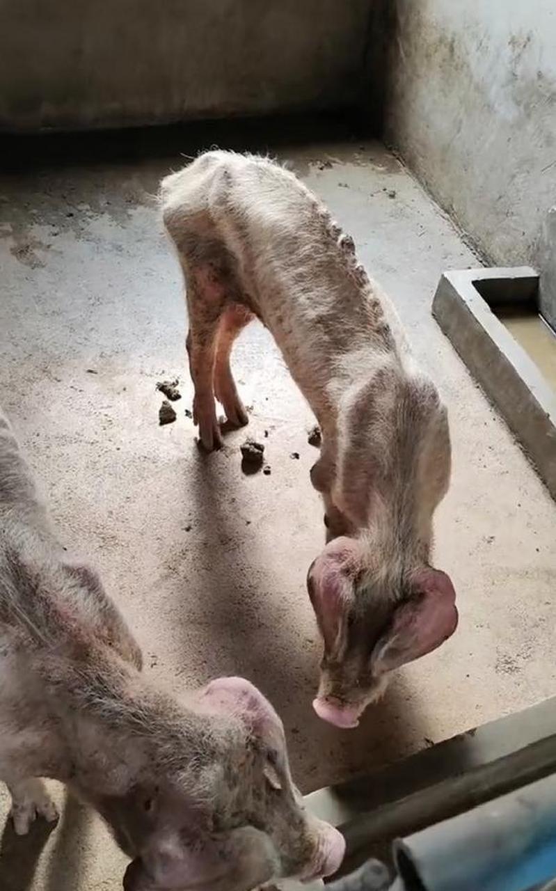 网友:你能把猪放出来把我关进去吗?不为别的就想减肥 #搞笑趣味图