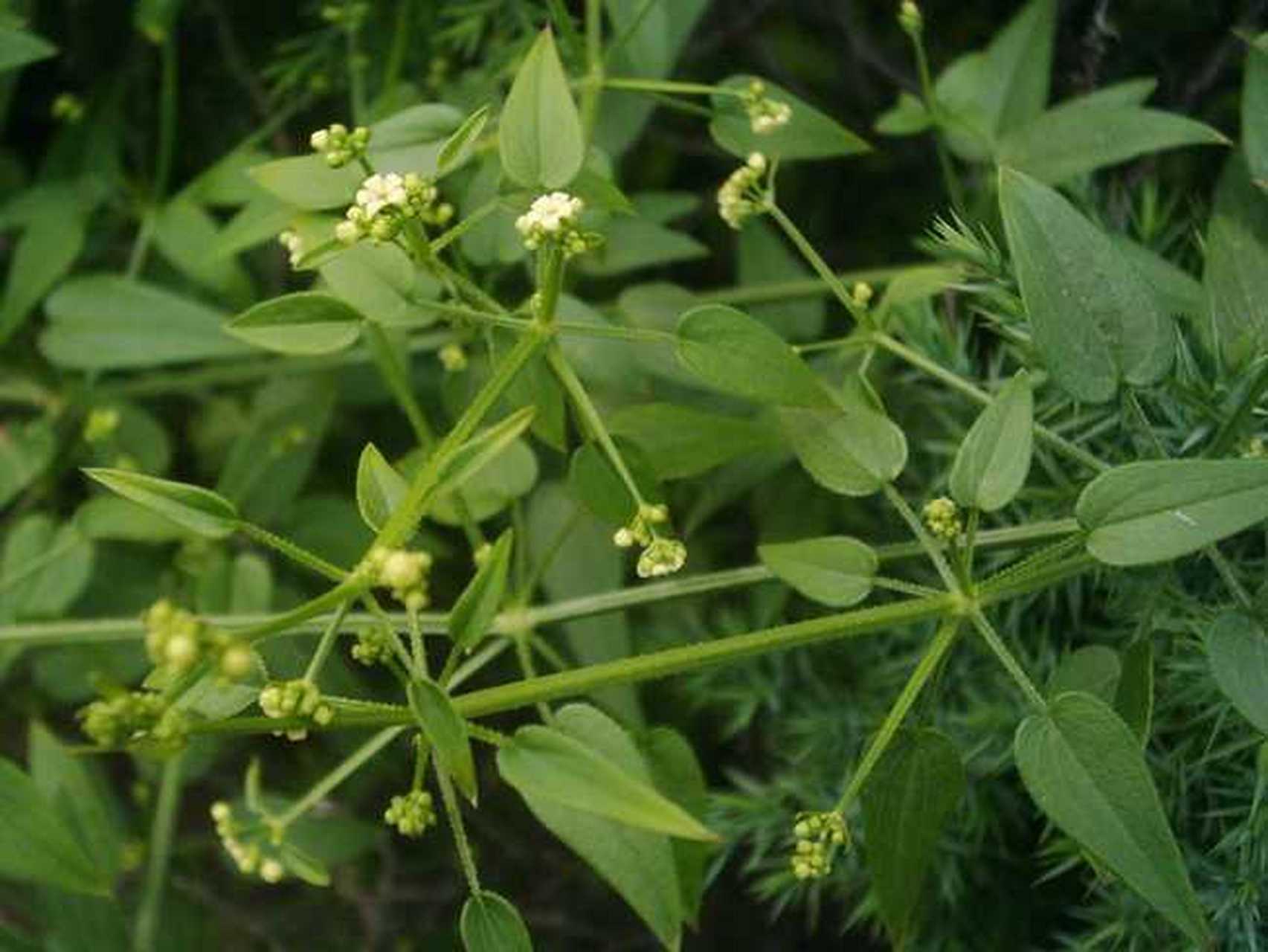 【升板药物一 茜草】 茜草,为茜草科植物茜草的干燥根及根茎,切厚片或