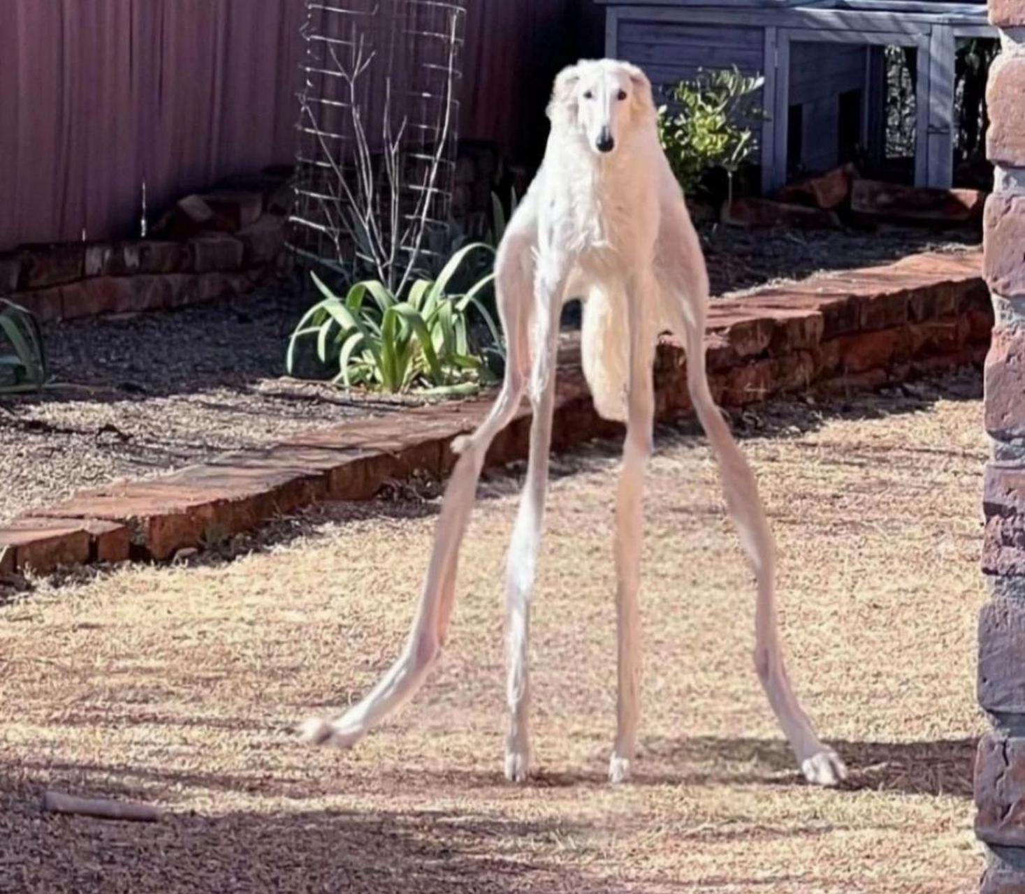 传说中的细狗? #中国版chatgpt来了# #搞笑趣味图#