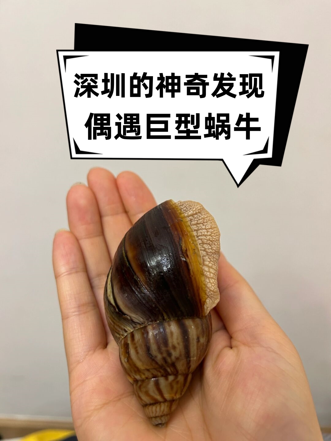 深圳的神奇发现偶遇巨型蜗牛