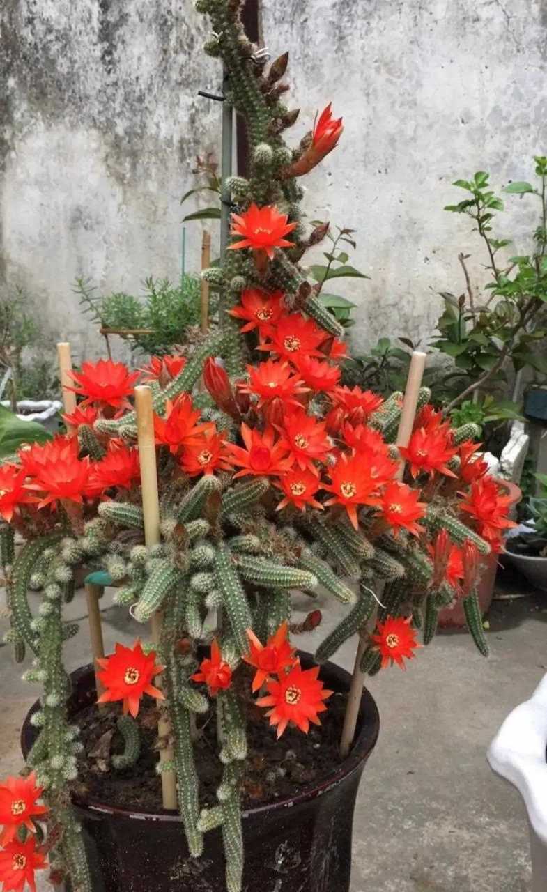 这盆开花机器叫【白檀】,又叫毛毛虫仙人指,是仙人掌科的植物.