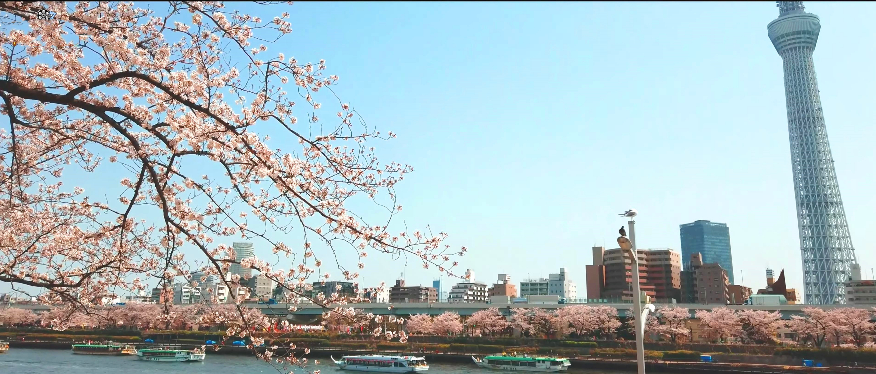 隅田川的美丽樱花「隅田川」东西岸的台东区和墨田区都种植了许多