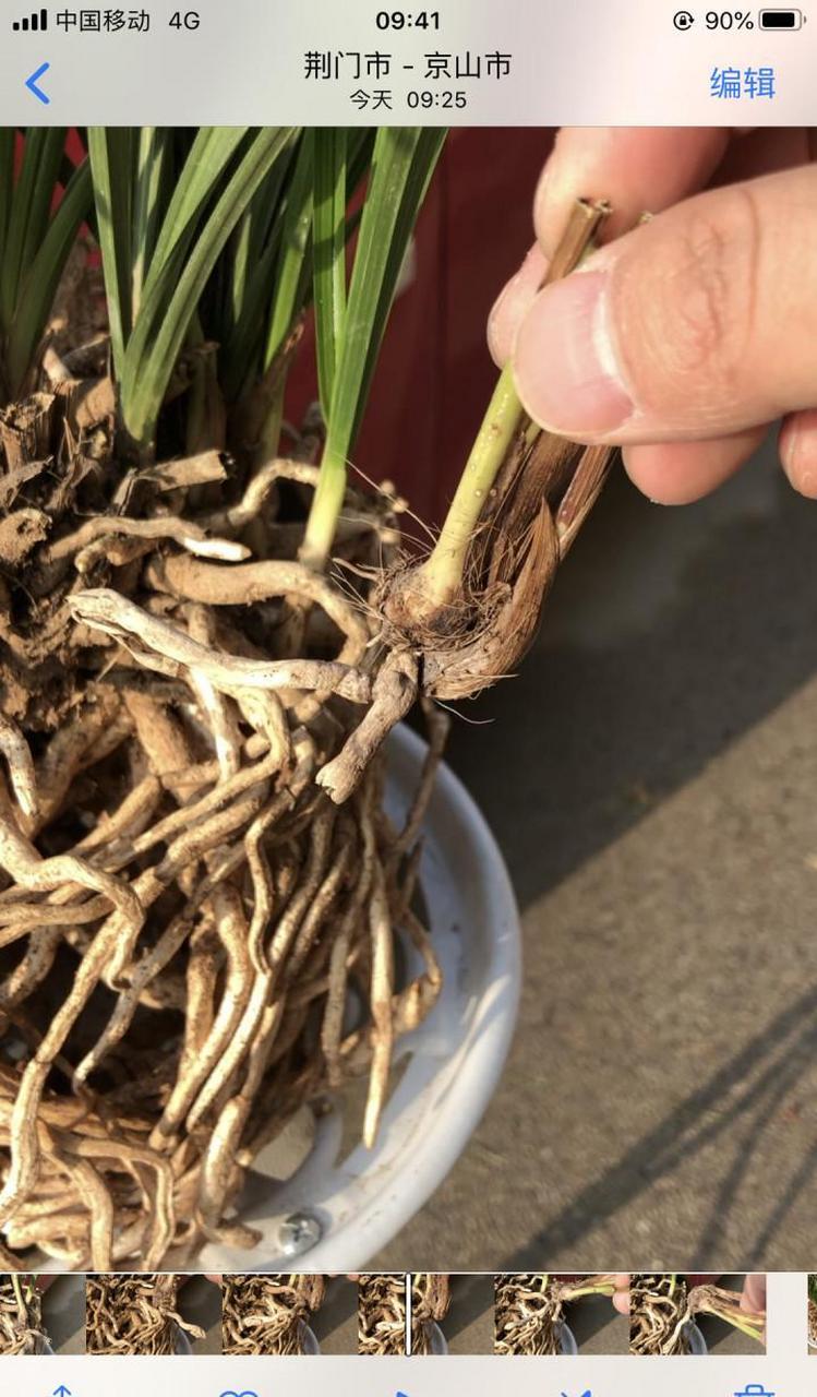 小知识:兰花的假鳞茎是什么?