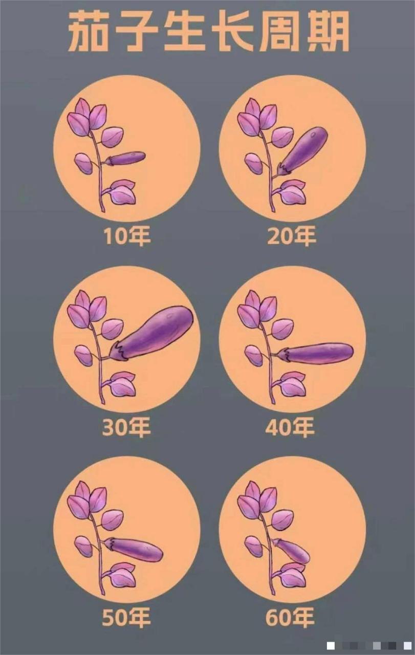 茄子的生长周期