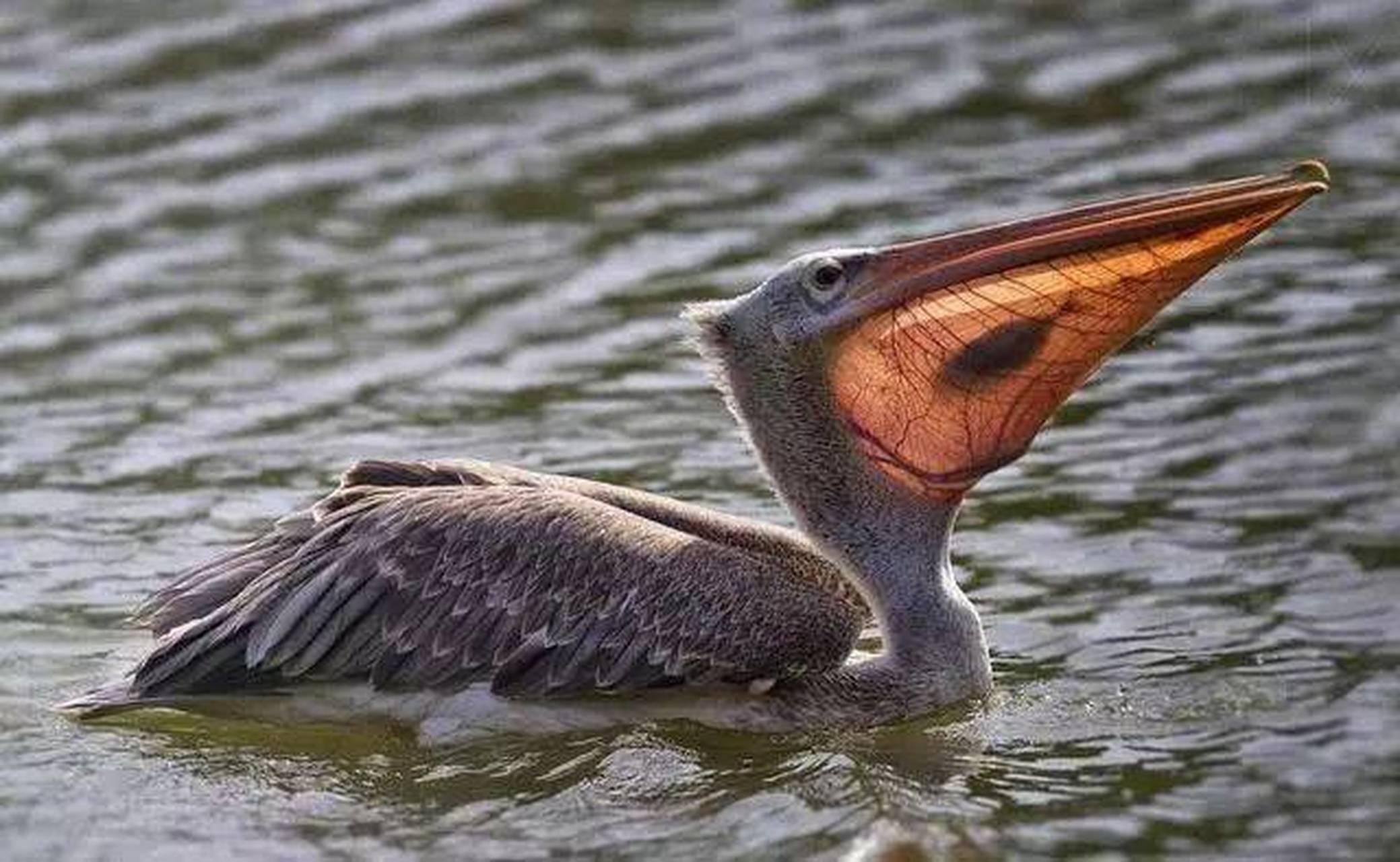 魚:怎麼黑天了!