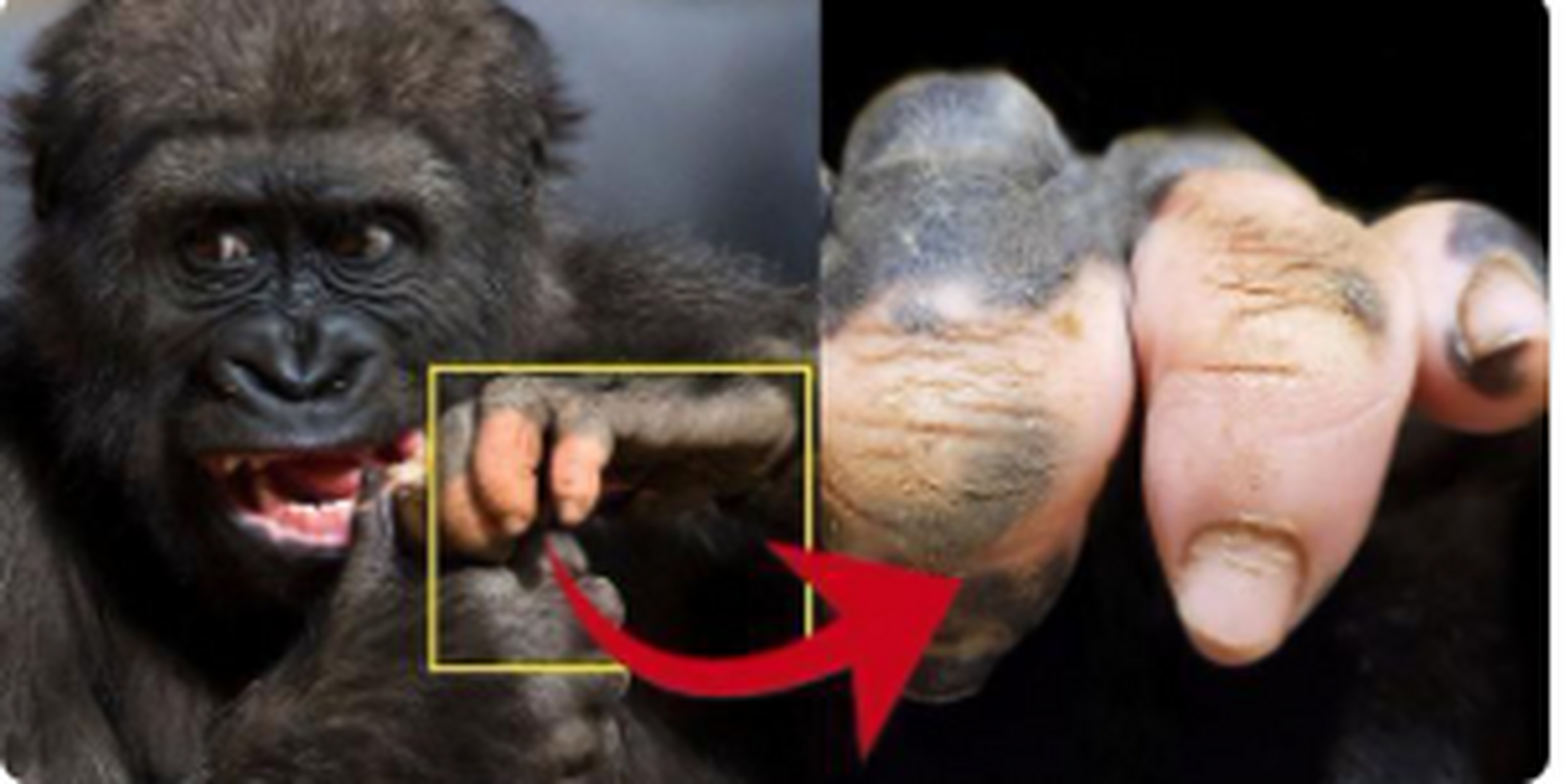 一只患有皮肤病的黑猩猩,这种病让黑猩猩手部呈现局部泛白的症状,看着