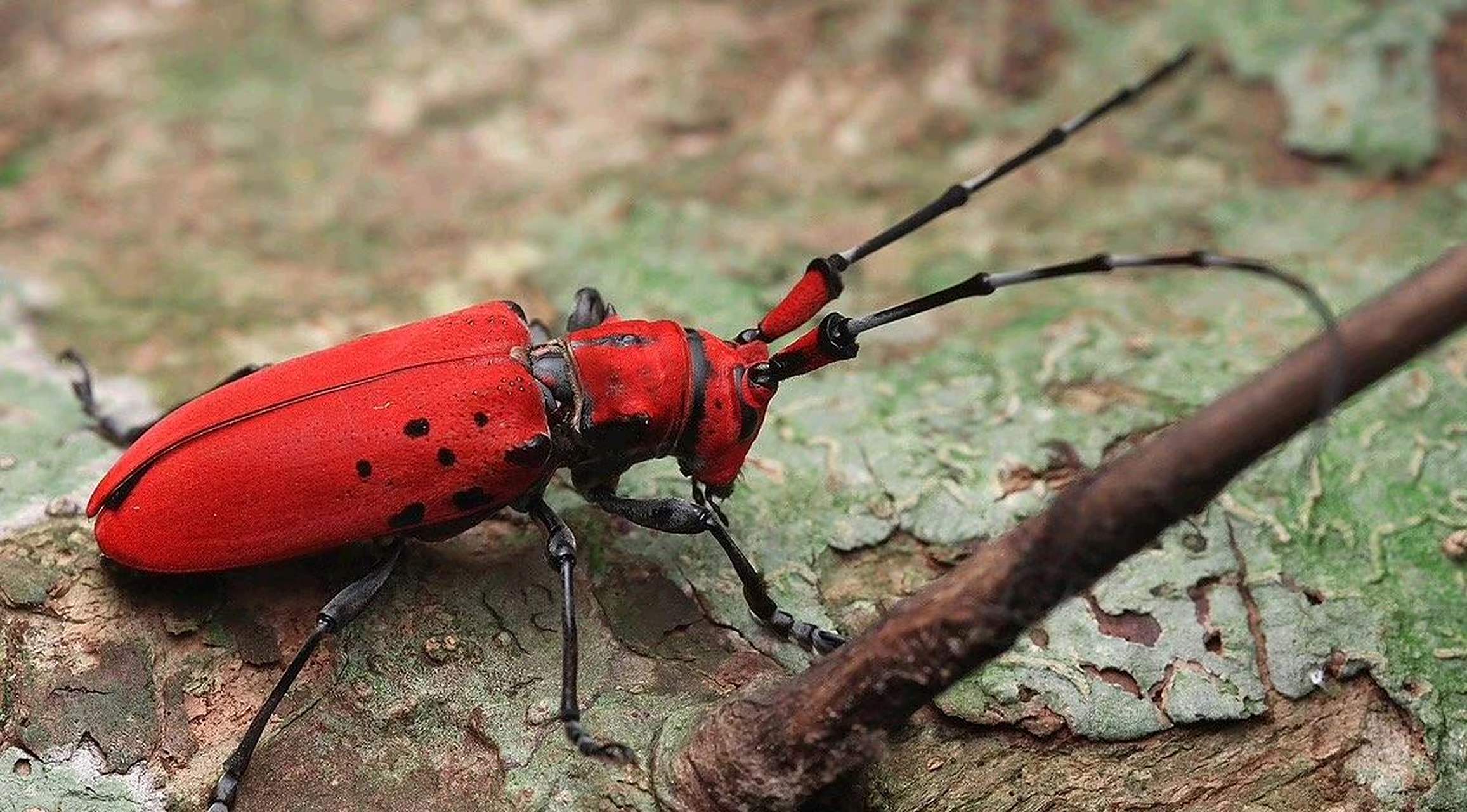 第一次看到红甲虫,感觉好神奇.[汗]