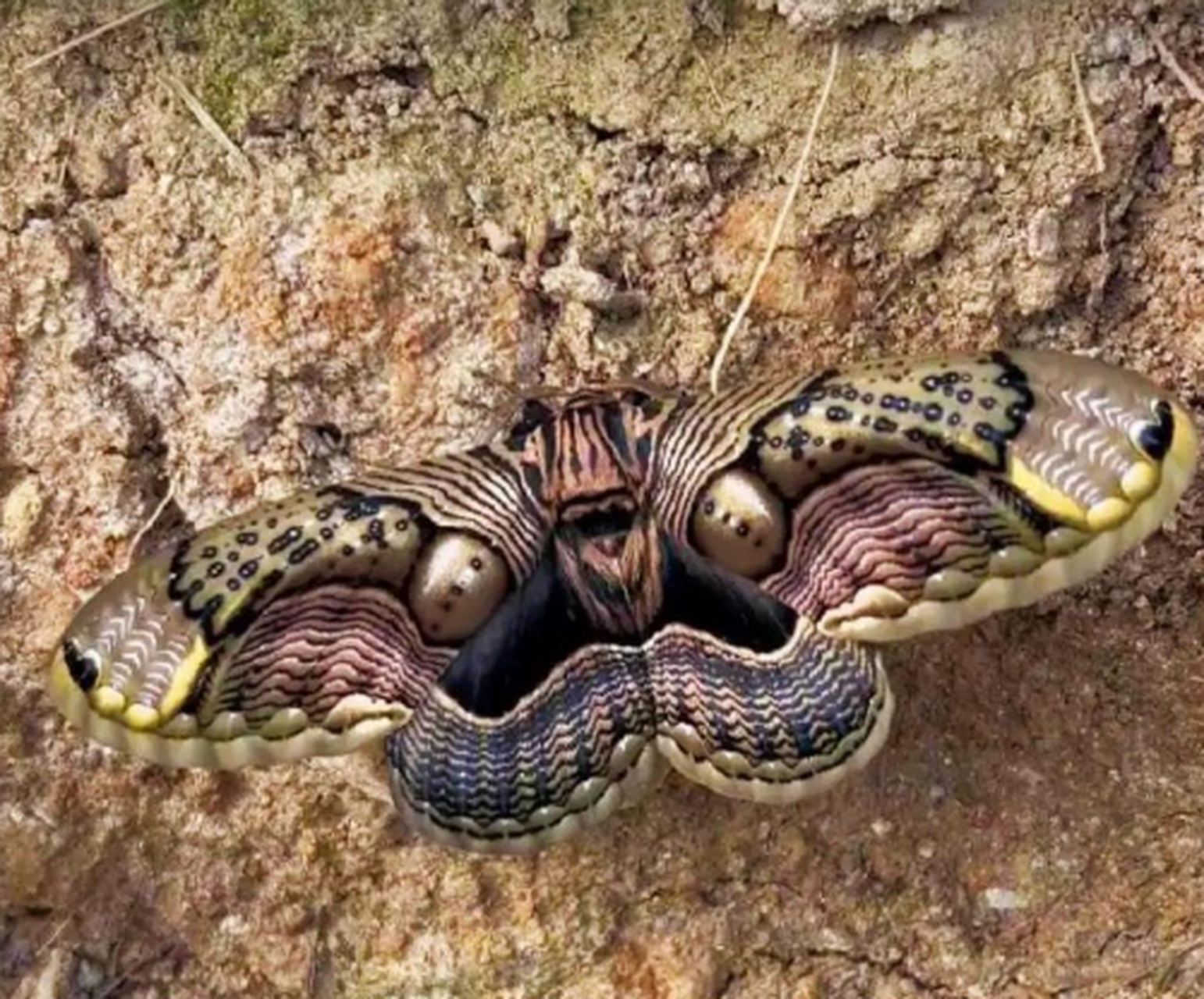 怪的得以前都叫"鬼蝴蝶"呢,确实吓人