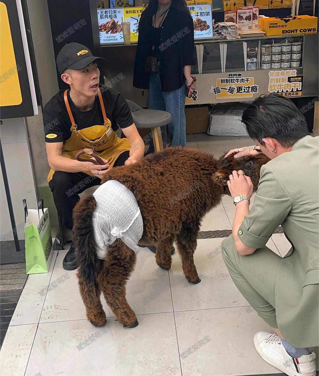 哇塞,我以为这只是一只宠物牛,原来是店家用来吸引眼球的!