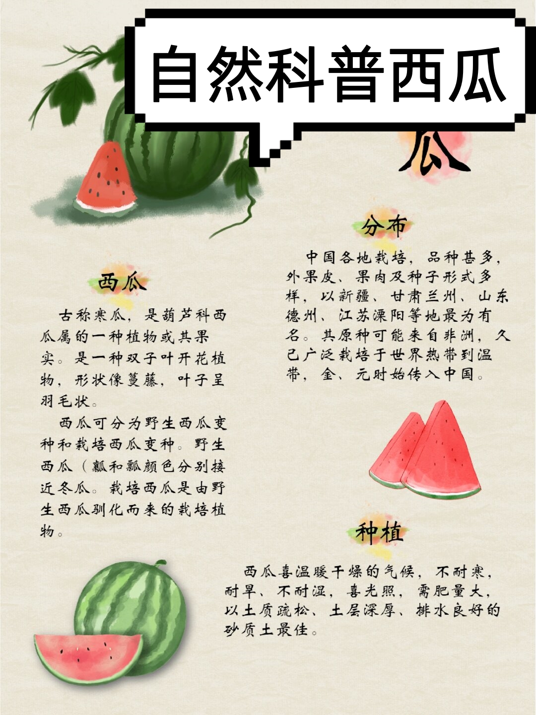 西瓜,又名寒瓜,是葫芦科西瓜属的一种植物或其果实