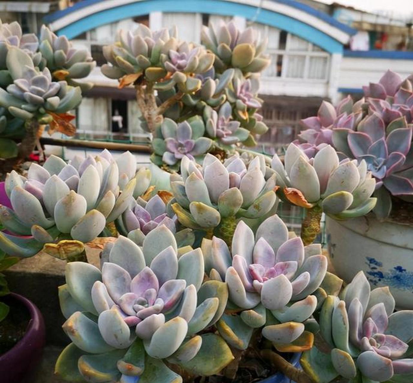 养冬美人,掌握三技巧,,迅速蜕化变老桩  多肉是很多花友所喜欢的一款