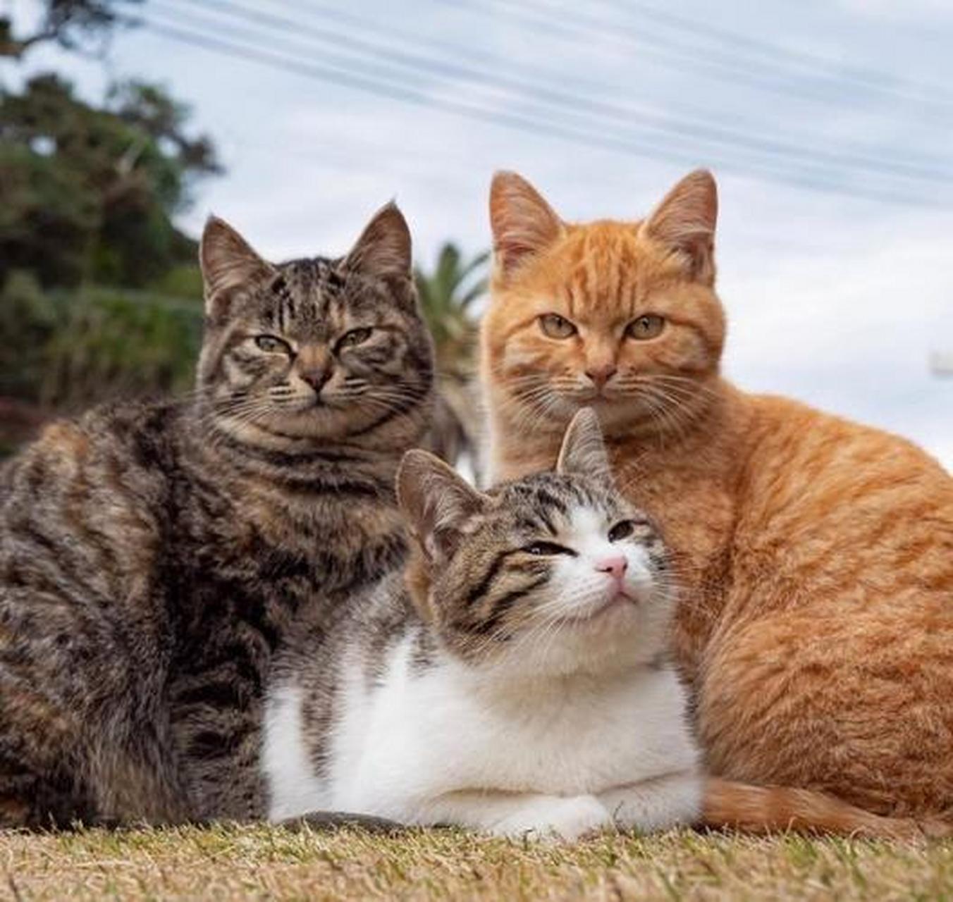 猫咪的习性相对独立,属于独居动物,它们通常会在一定范围内活动
