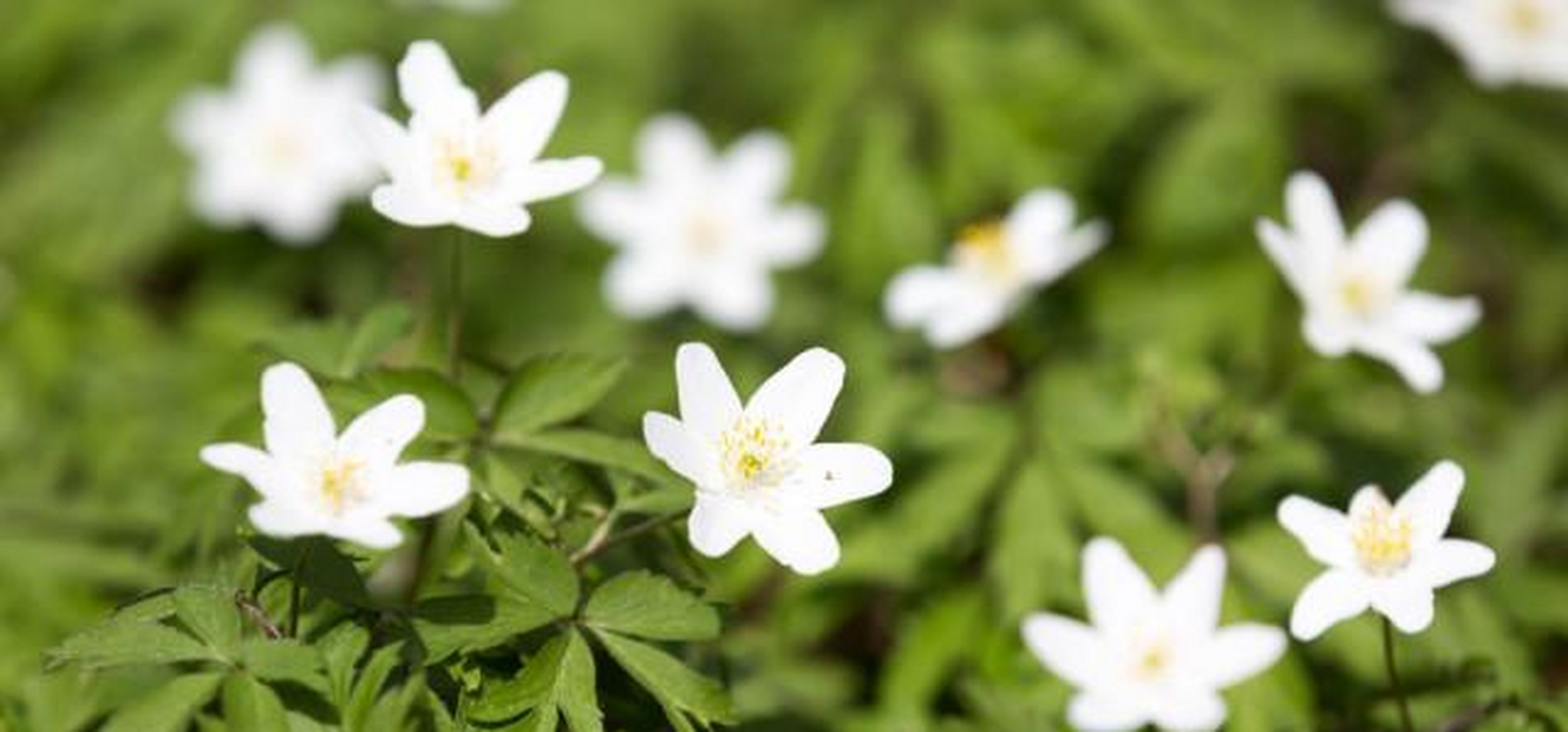 三轮草这种花卉很特别,它一般生长在水边,枝叶呈三角形,花色多为粉