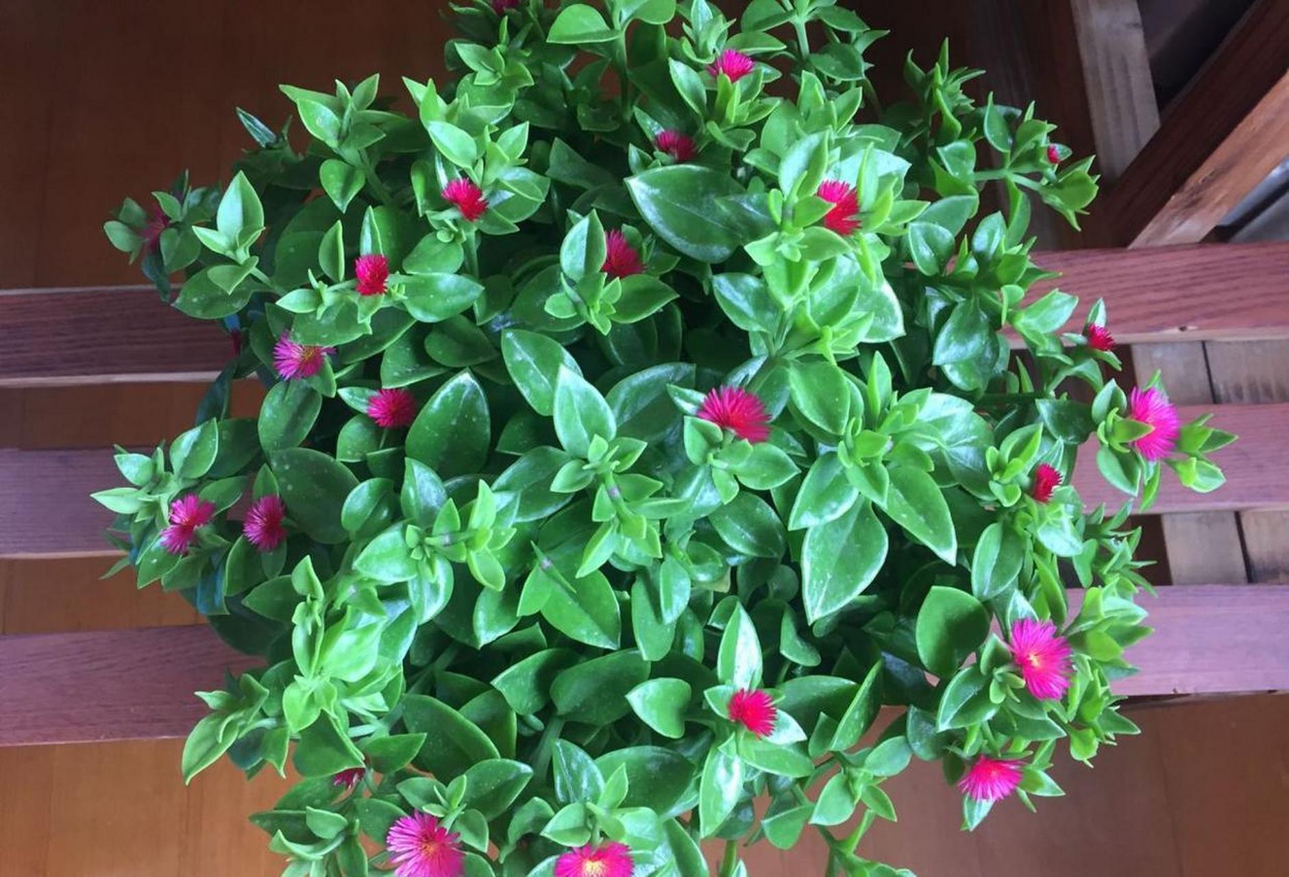 牡丹吊兰,学名心叶日中花,很值得栽种的室内盆栽花卉,好养如绿萝吊兰