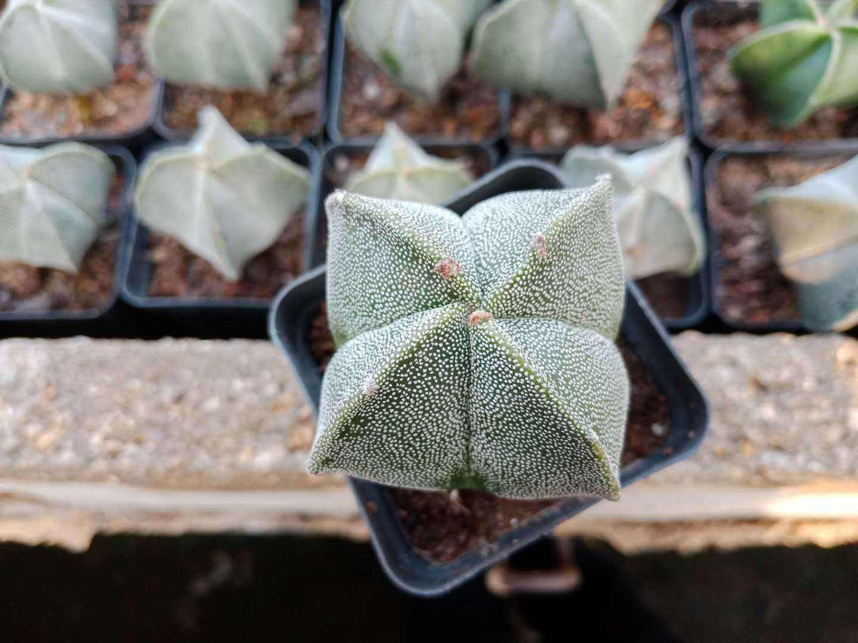 认识仙人球——四角白斑鸾凤玉       四角白斑鸾凤玉是仙人掌科星球