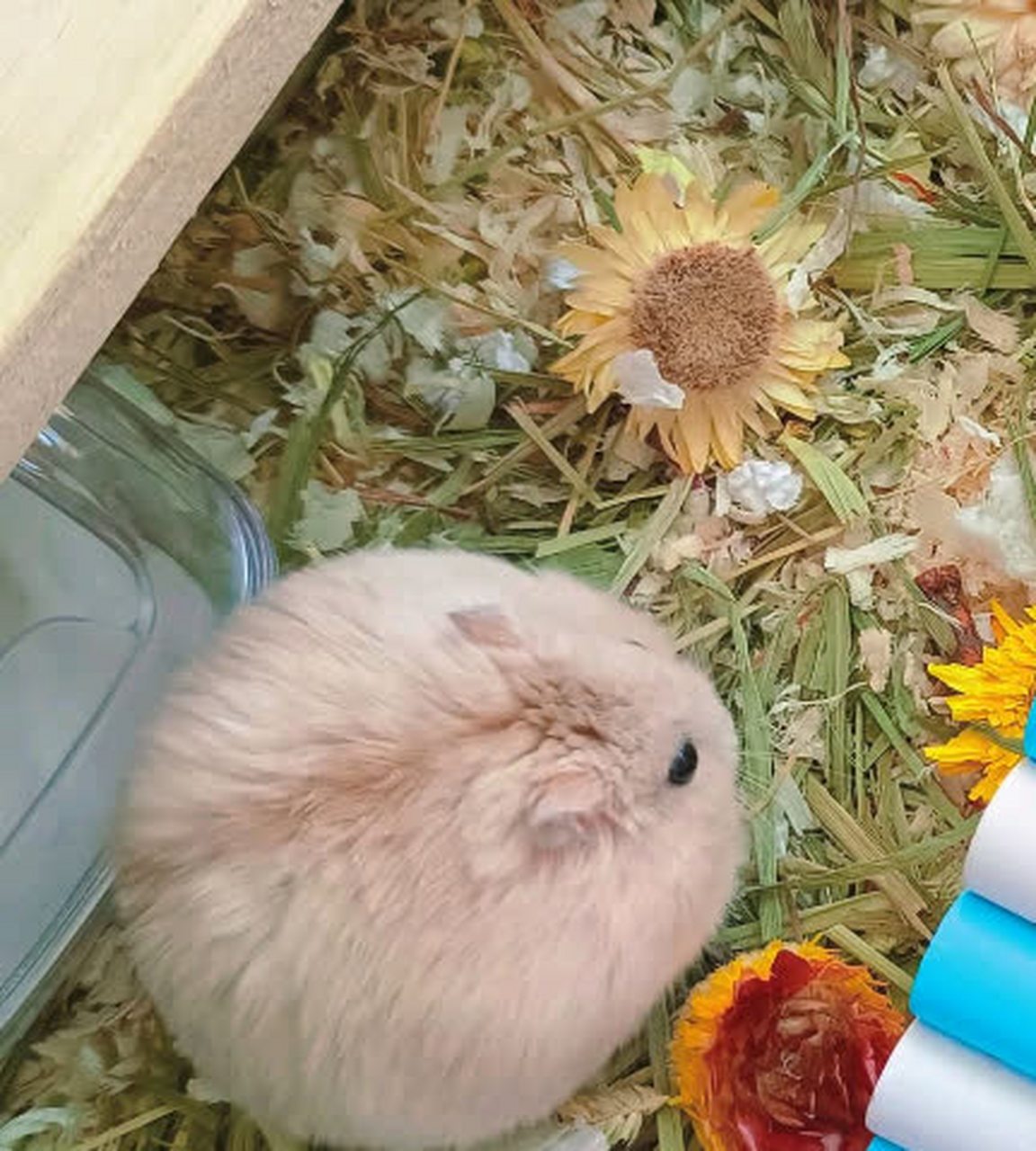 第一次见到这么圆的仓鼠,太肥了#趣图搞笑