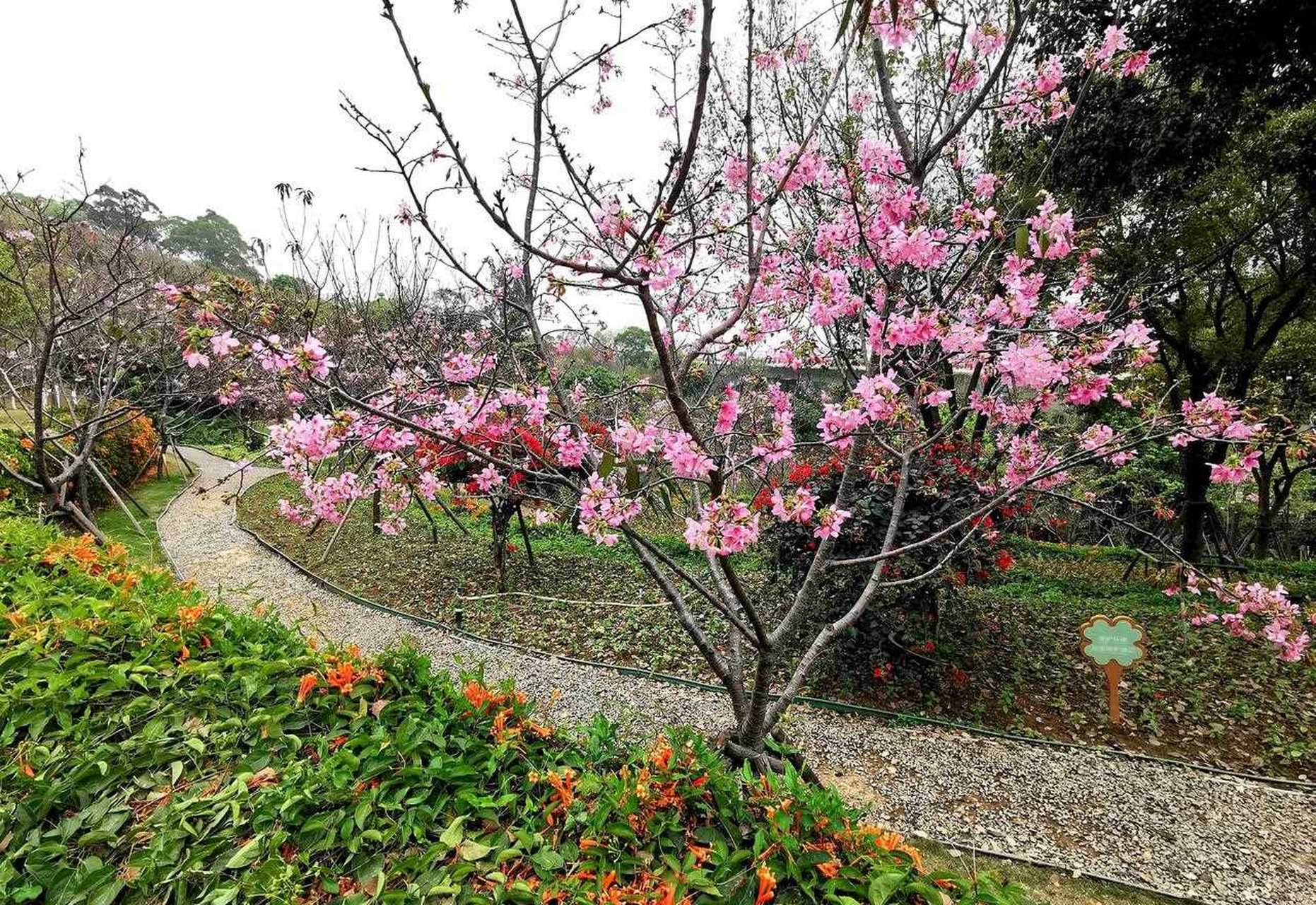 厦门海沧大屏山郊野公园的樱花谷满目色,但樱花还没到盛放期,再过一段
