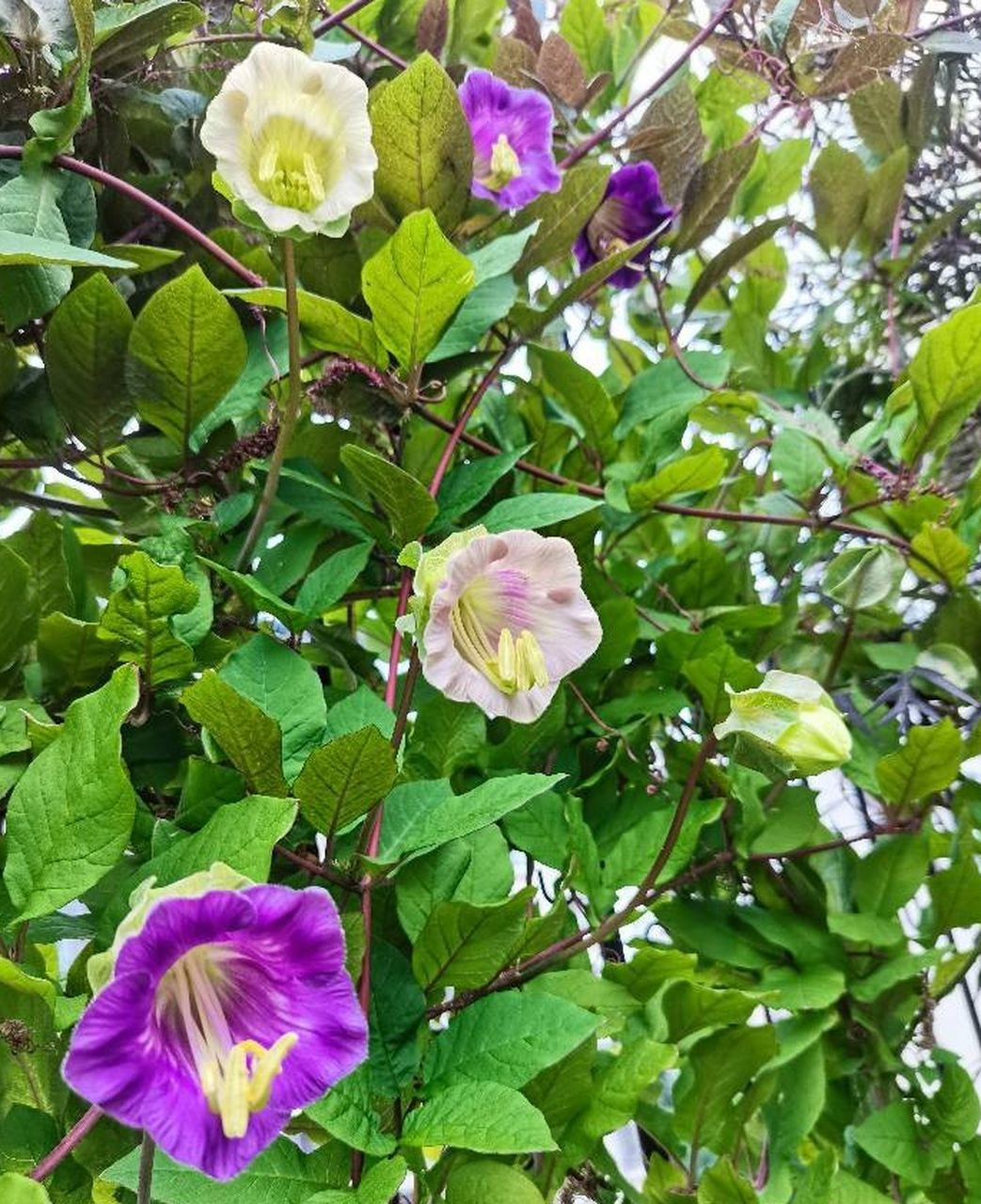 电灯花,为毛它叫电灯花呢?