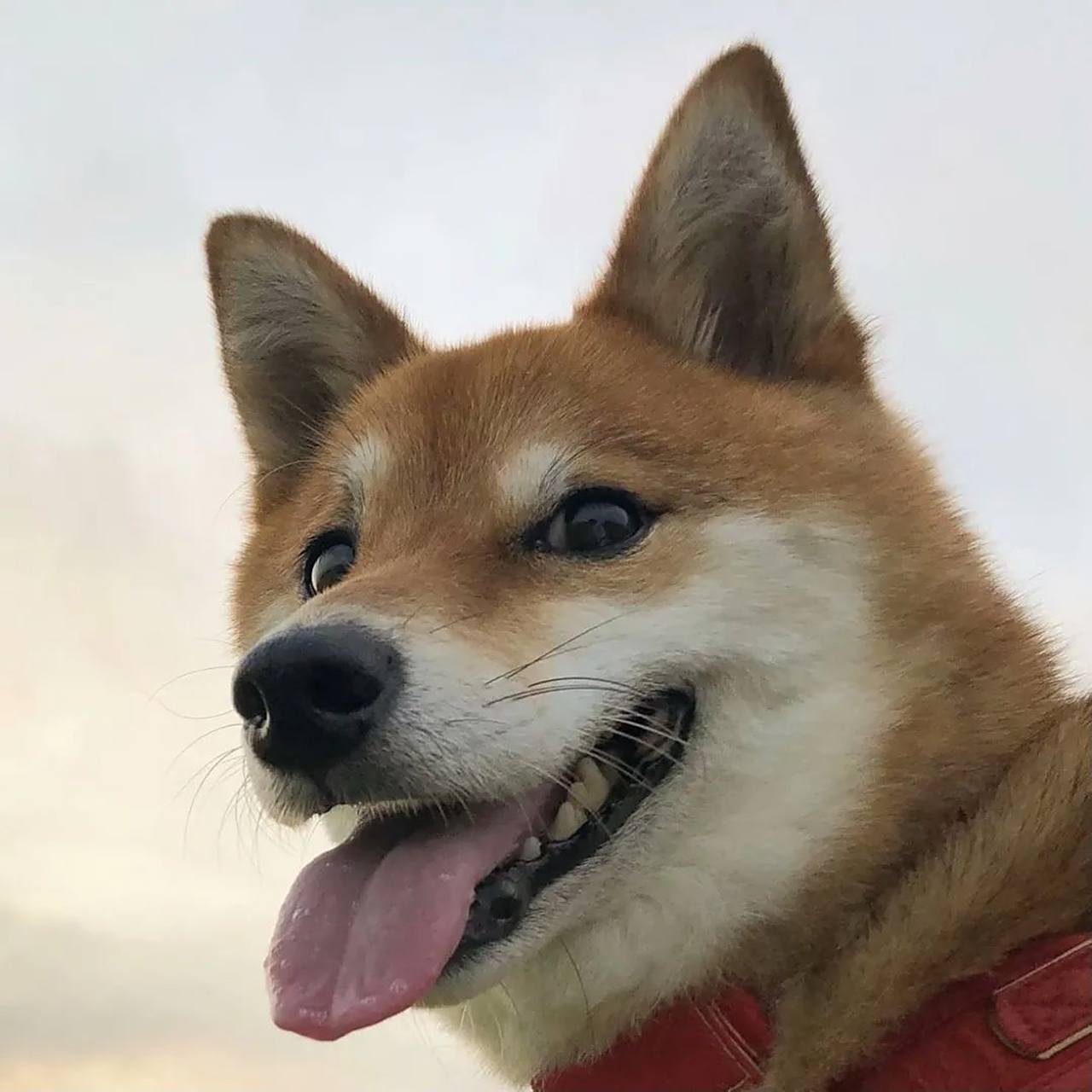 "白天有说有笑,晚上睡个好觉."#宝藏作者创作企划3