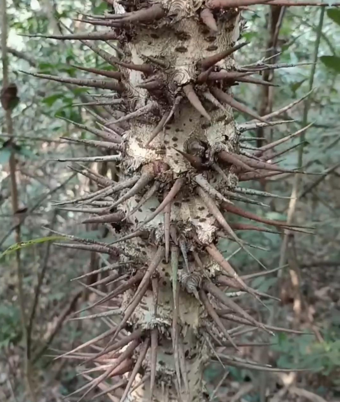 很多刺的树图片大全图片