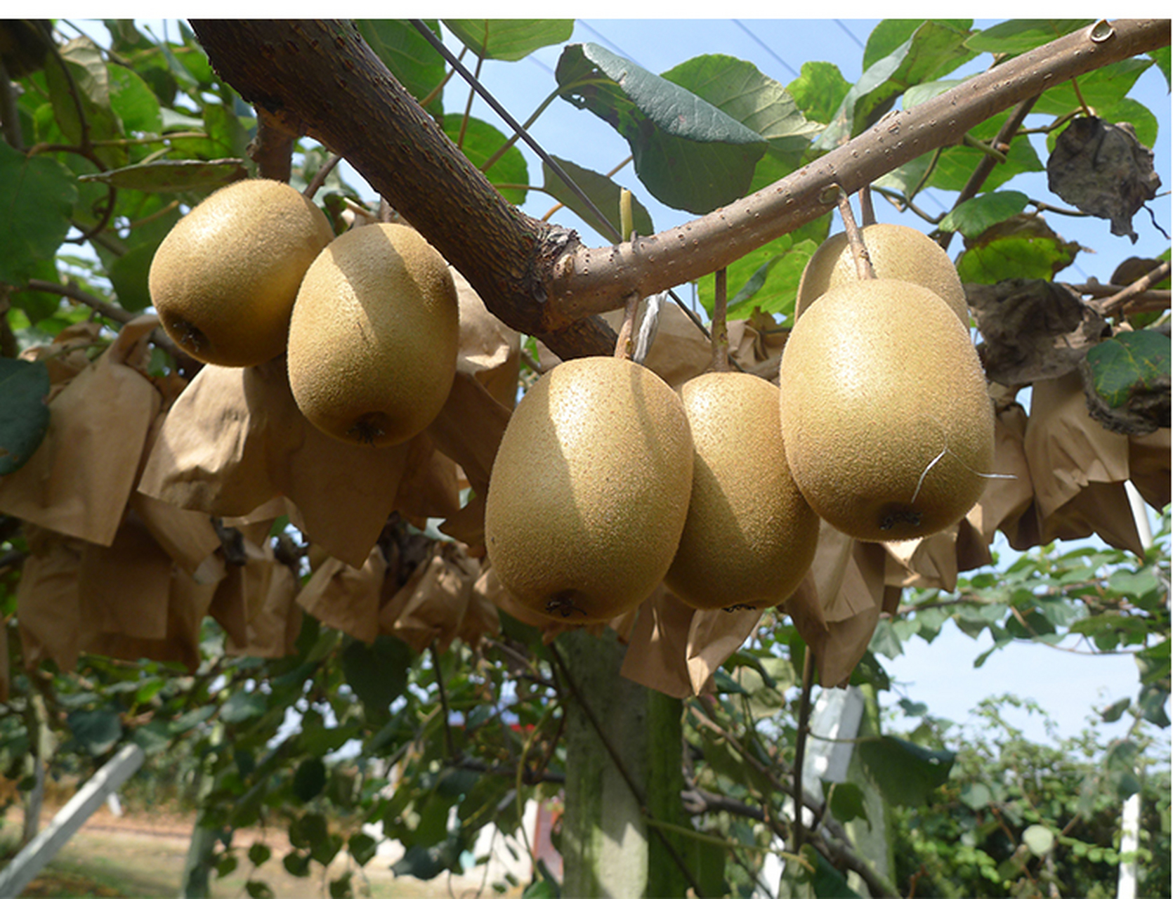 南阳特产——西峡猕猴桃 西峡猕猴桃为地理标志保护产品,俗称"阳桃"