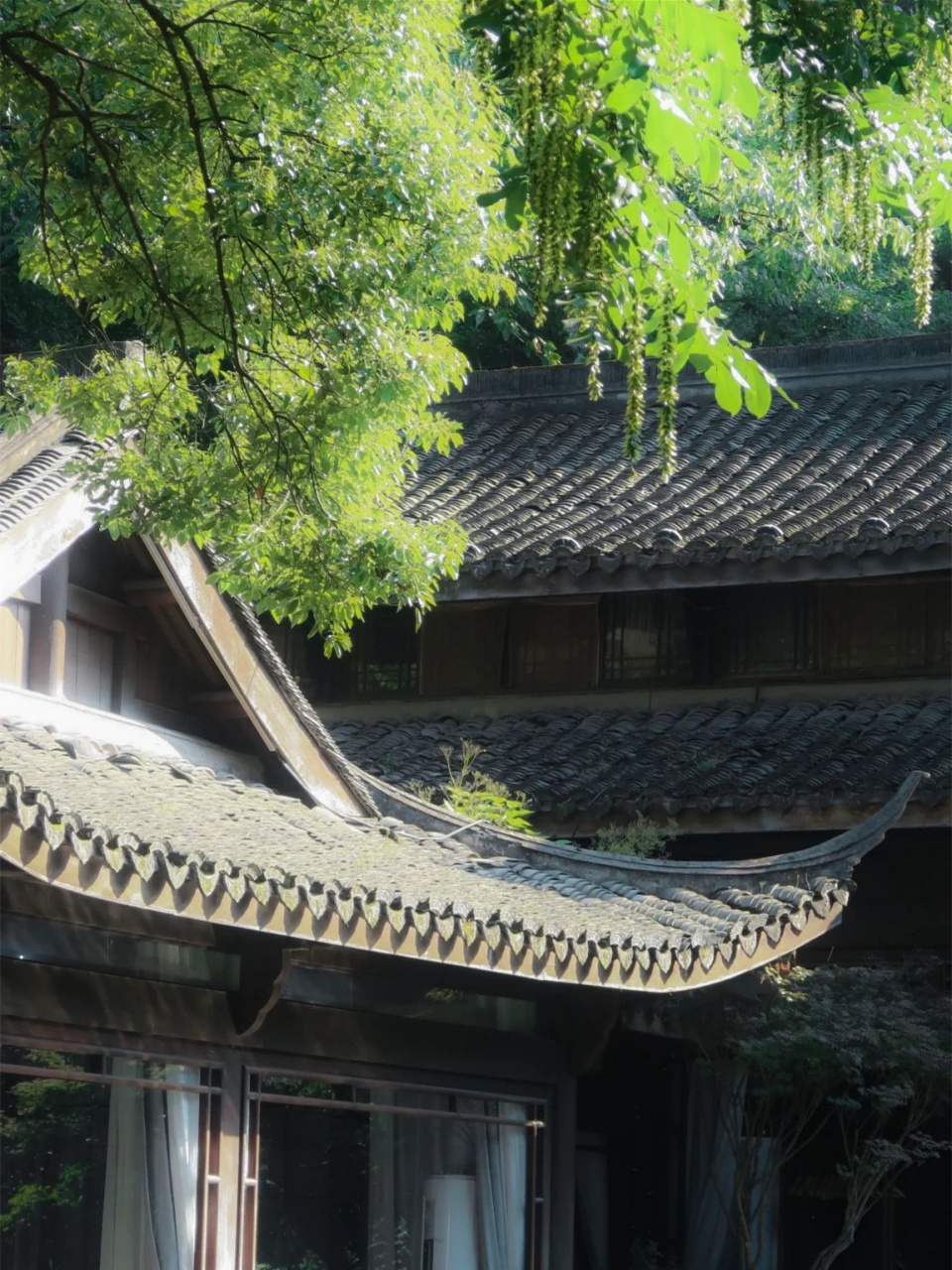 " 坠入恍惚间的梦境 "  摄于杭州西湖乌龟潭