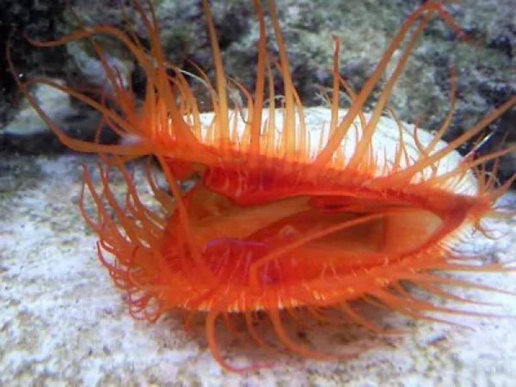 海洋生物-火焰贝 73 双壳纲,狐蛤科动物 73 贝壳里面呈现红色