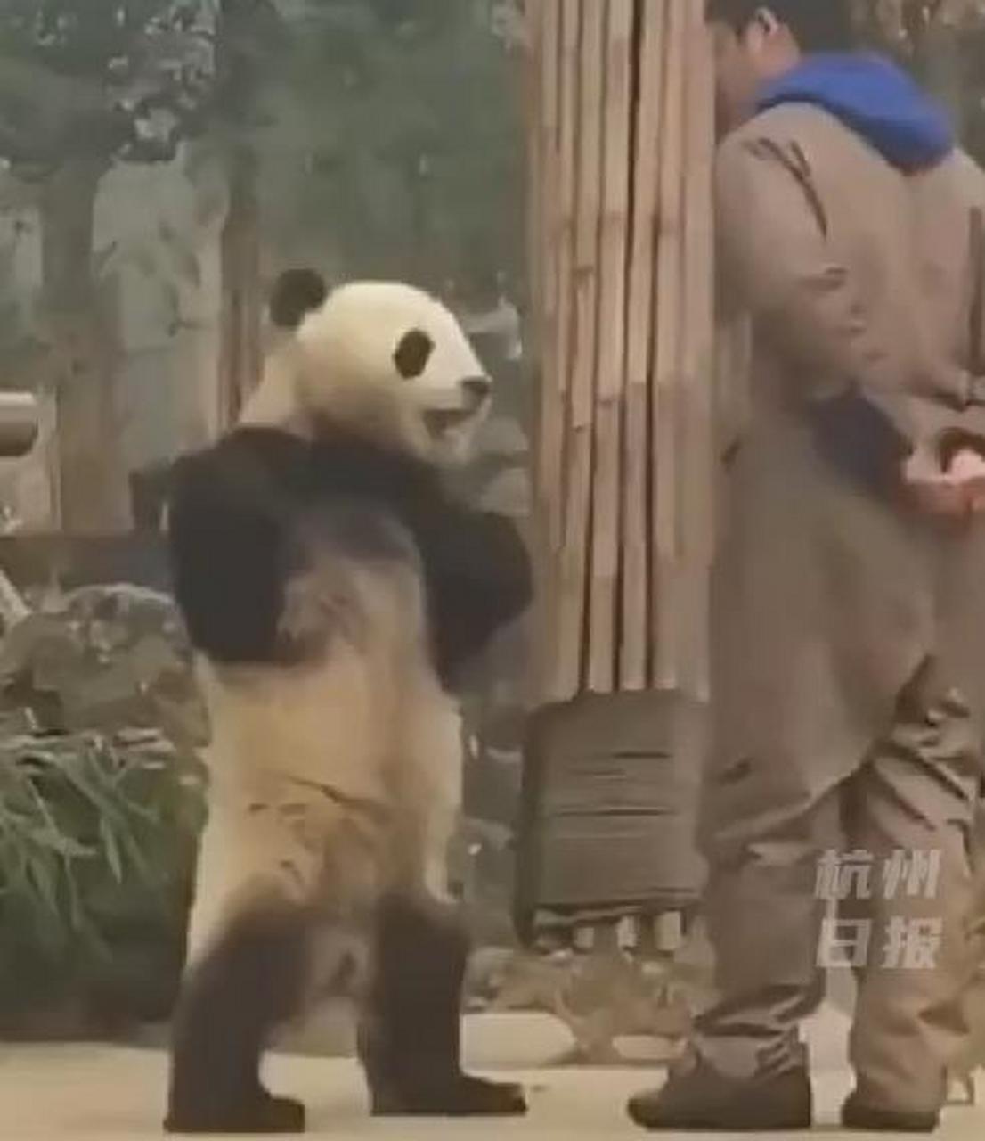 熊猫背手表情包图片