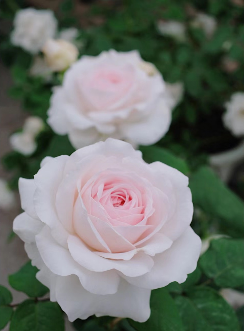 一款没啥缺点的"完美"月季花——草莓奶昔,株高100厘米这样,比微月大