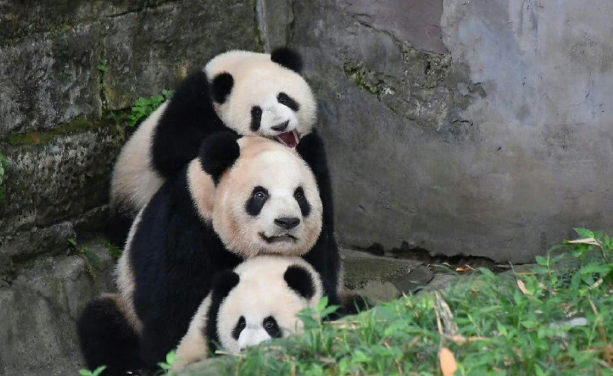 熊猫二顺# #重庆动物园熊猫主打一个搞笑# 二顺带娃,主打叠叠熊模 ..