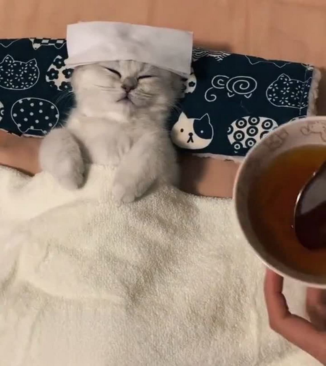 主人给猫吃了药,猫的表情亮了起来.[抠鼻]