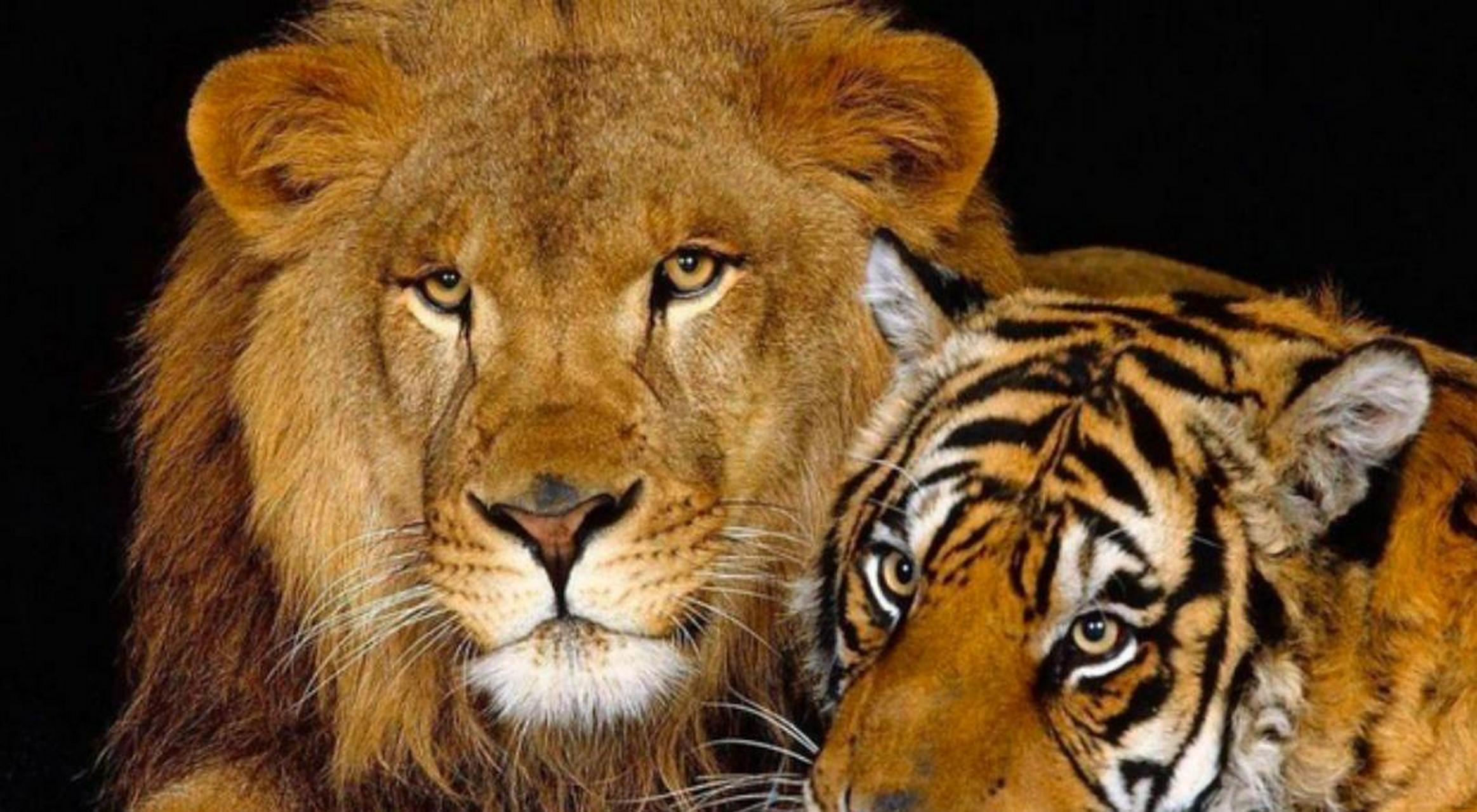 人为操控的爱情悲剧:狮虎兽,虎狮兽,虎狮虎兽,狮狮虎兽 狮子和老虎,一