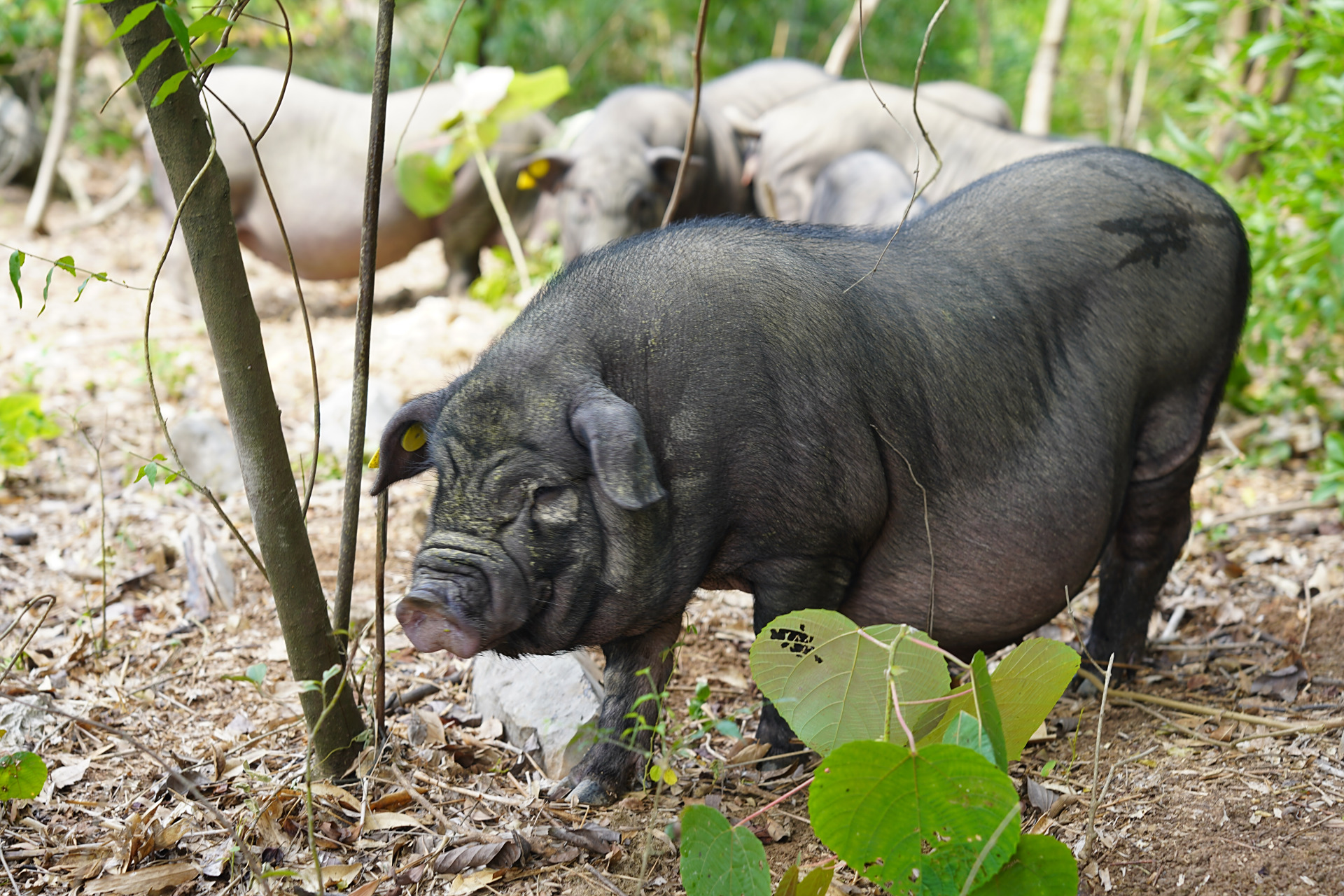 环江香猪生活在一个没有束缚的环境中,可以自由自在地奔跑,玩耍,过着