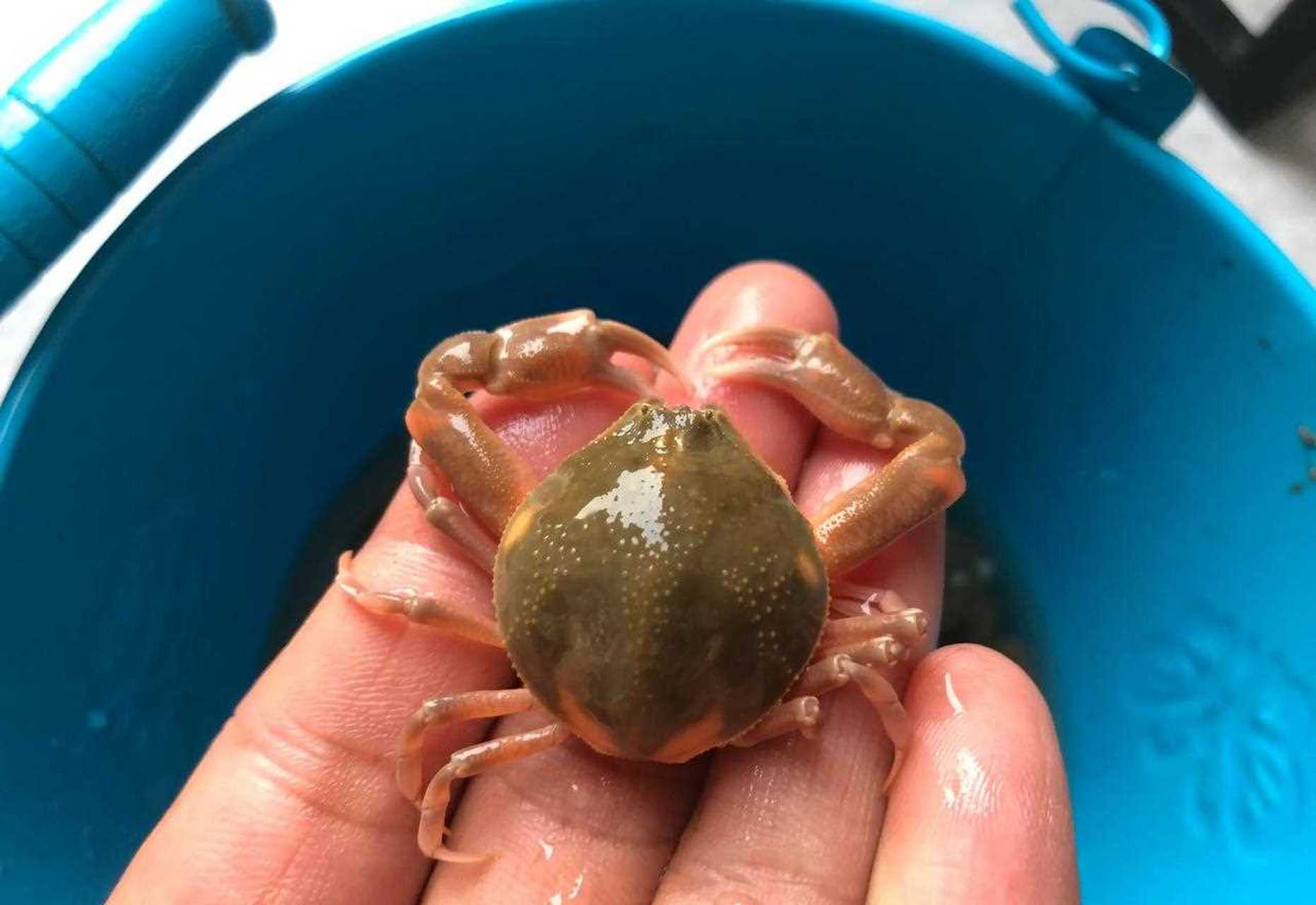 今天来连云港玩,正好赶上退大潮,在沙滩上捡到好多这种圆圆的螃蟹,不