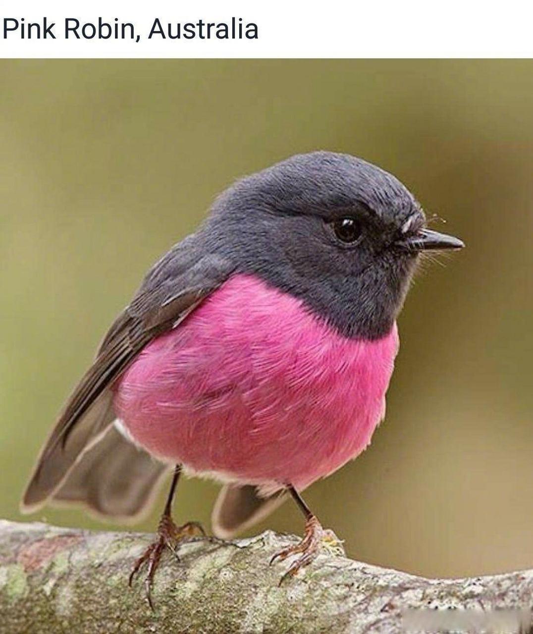 粉红知更鸟(pinkrobin)[微笑]圆嘟嘟的粉色大胸脯好可爱哦[期待]