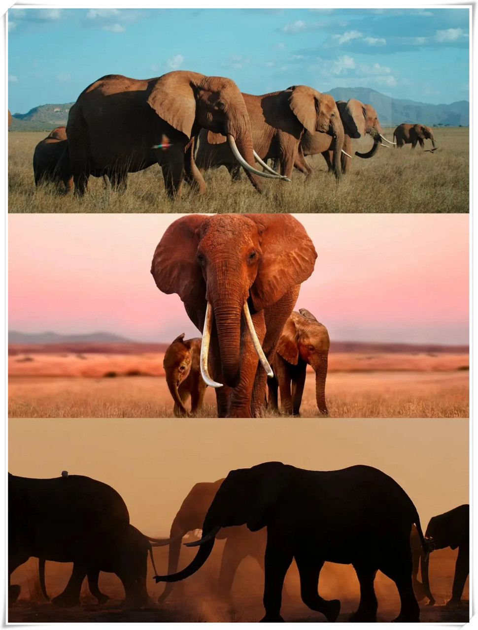 啦60向全世界传达90这部震撼人心的纪录片  96:《大象女王》